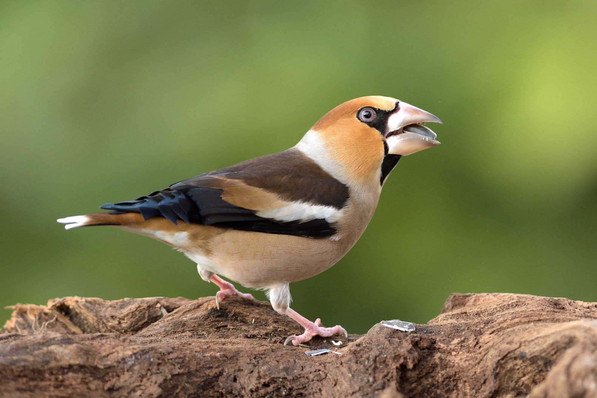 Nikon D7200 + Nikon AF-S Nikkor 300mm F4D ED-IF sample photo. Hawfinch photography