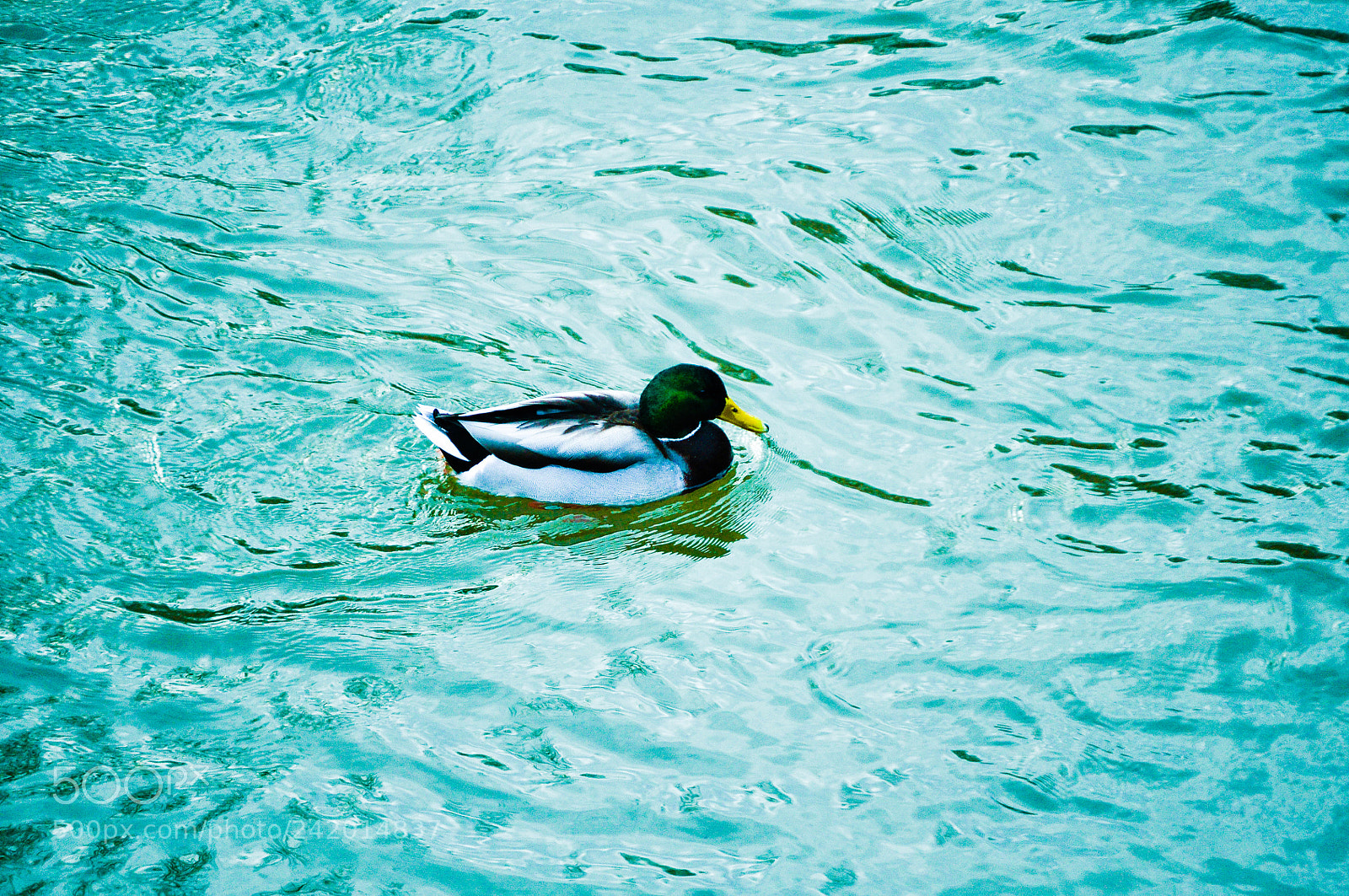 Nikon D5000 sample photo. Untitled photography