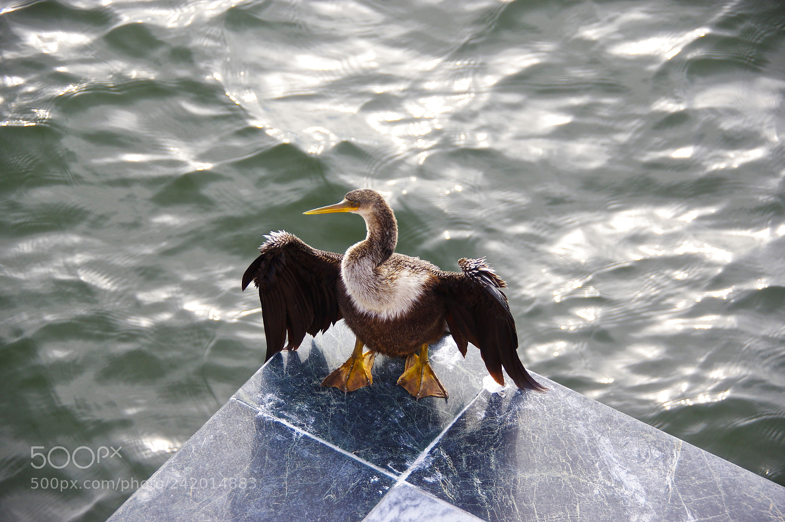 Pentax K-3 II sample photo. Bird in sarasota, florida. photography