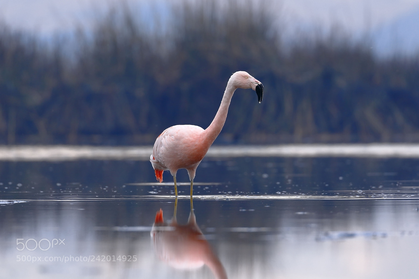 Canon EOS 7D Mark II sample photo. Flamenco chileno phoenicopterus chilensis photography