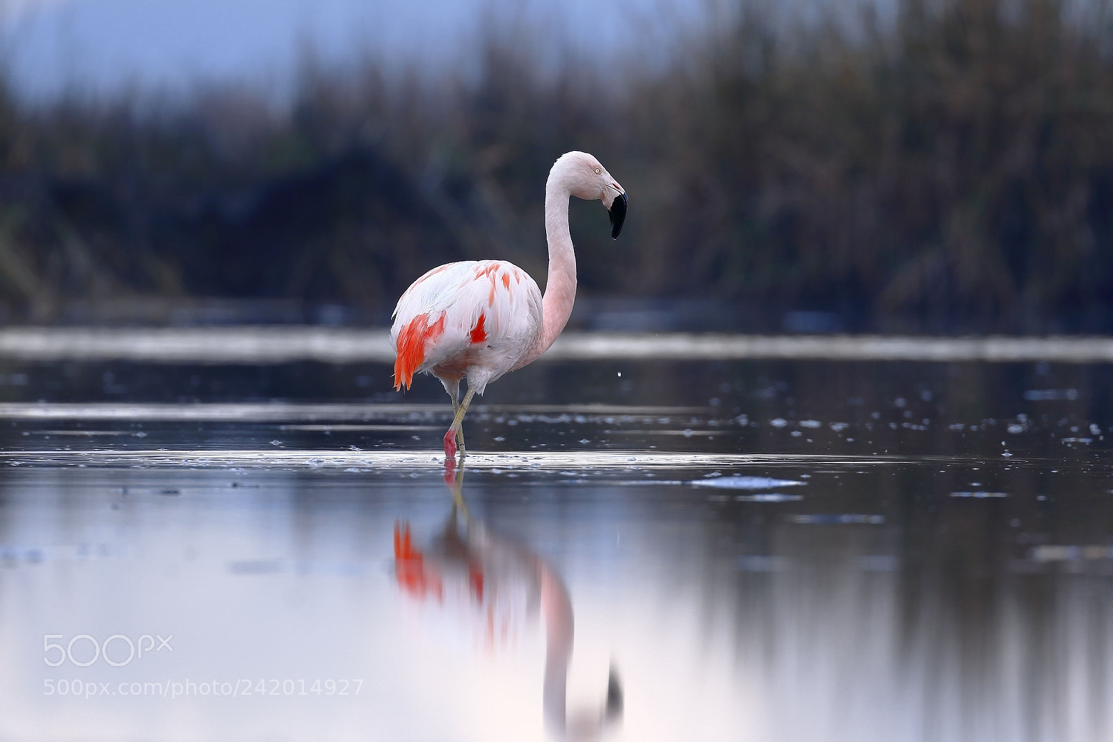 Canon EOS 7D Mark II sample photo. Flamenco chileno phoenicopterus chilensis photography