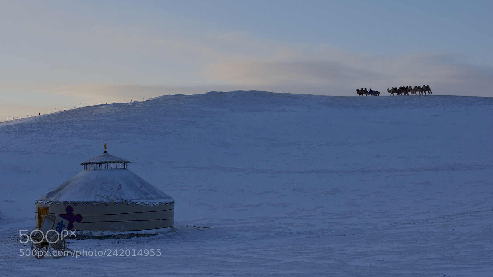 Nikon D800 sample photo. Winter camels photography
