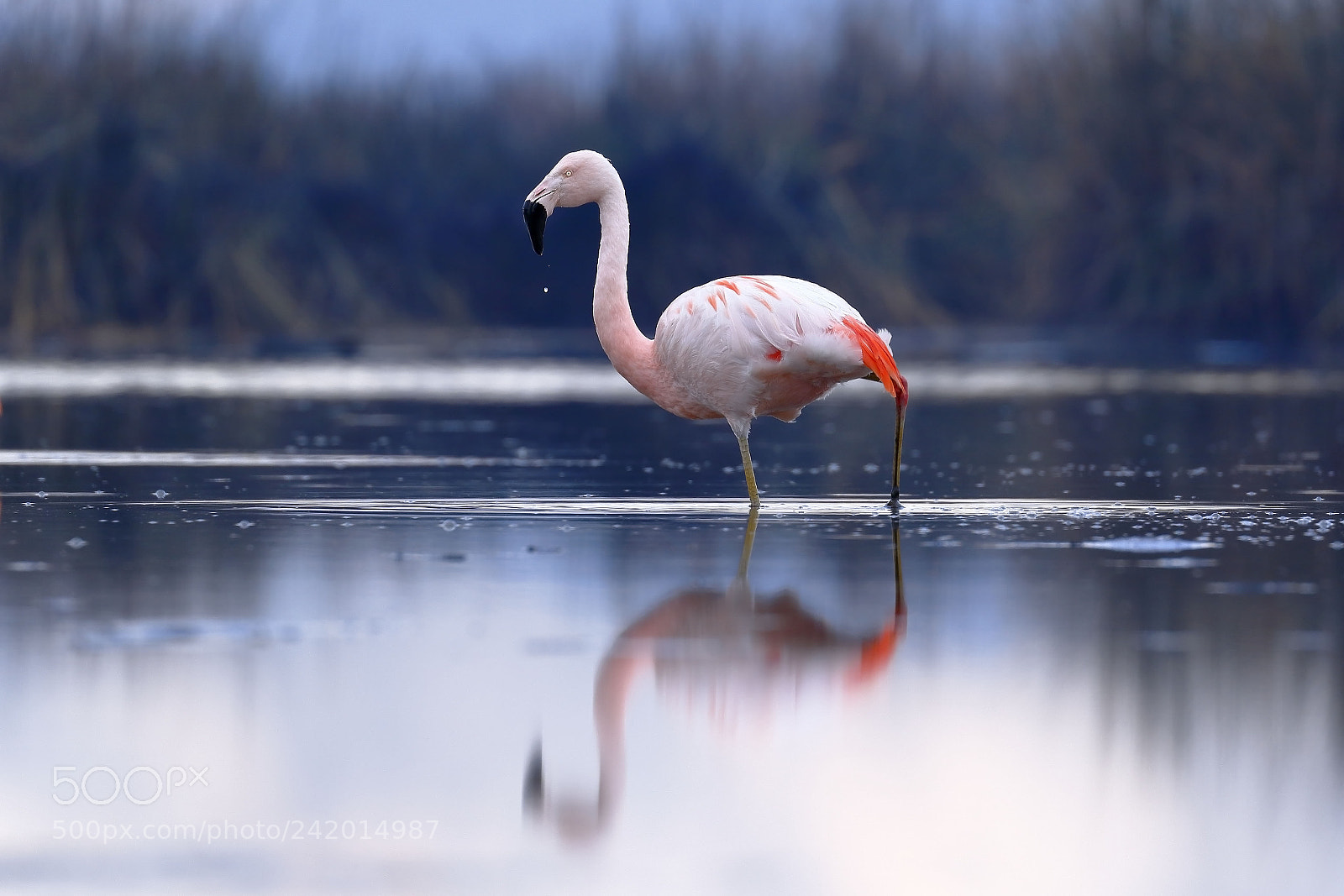 Canon EOS 7D Mark II sample photo. Flamenco chileno phoenicopterus chilensis photography