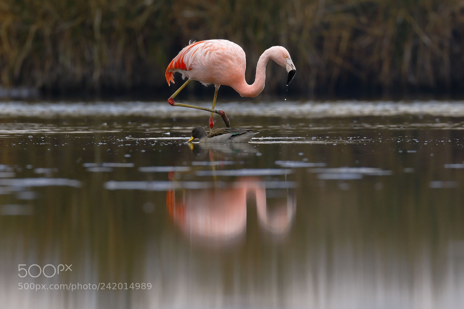 Canon EOS 7D Mark II sample photo. Flamenco chileno phoenicopterus chilensis photography