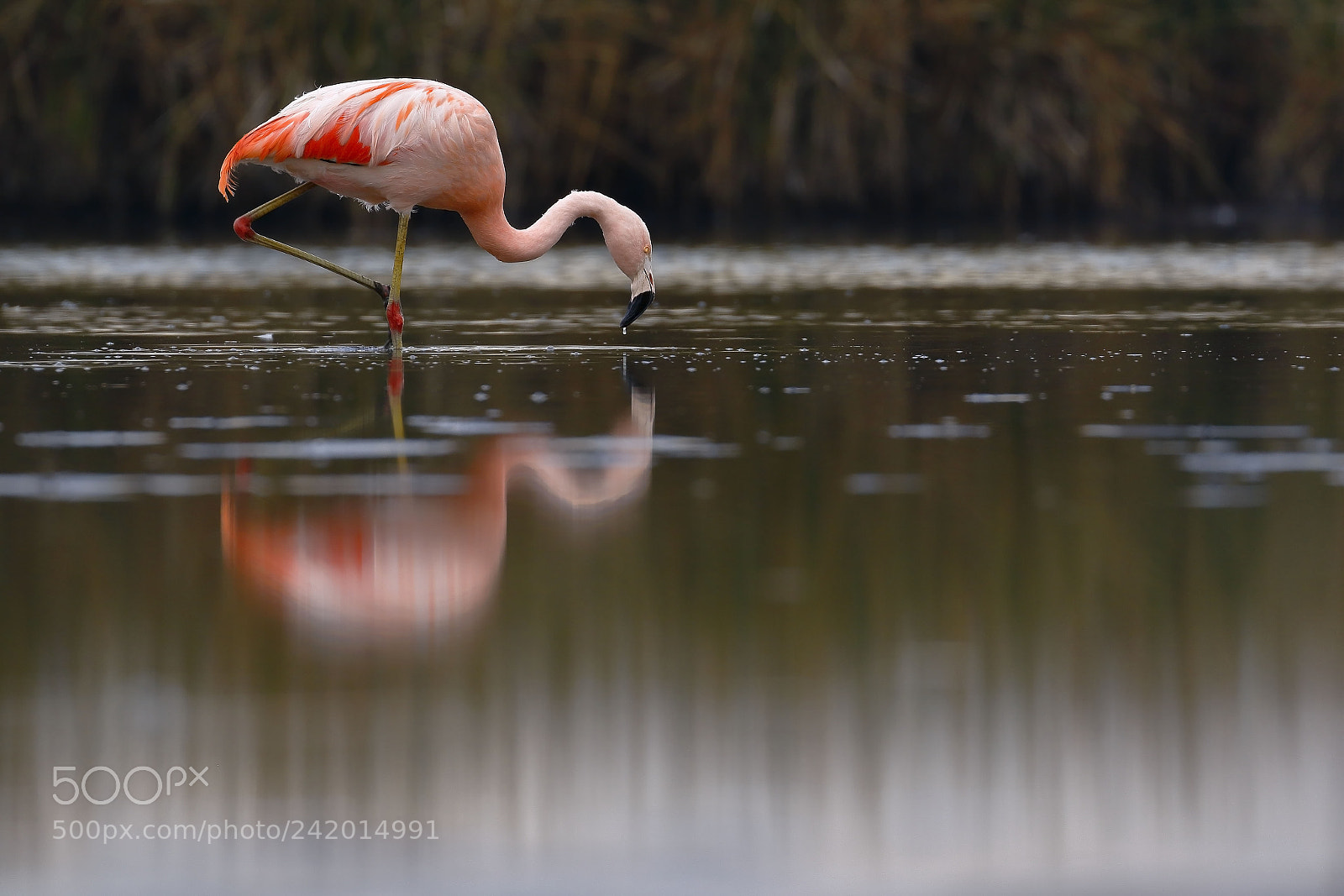 Canon EOS 7D Mark II sample photo. Flamenco chileno phoenicopterus chilensis photography