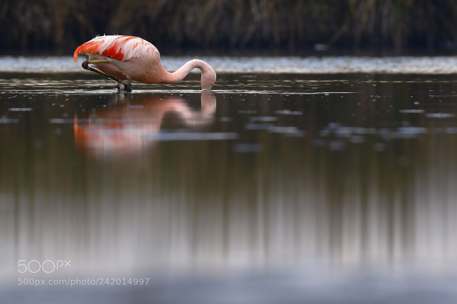 Canon EOS 7D Mark II sample photo. Flamenco chileno phoenicopterus chilensis photography