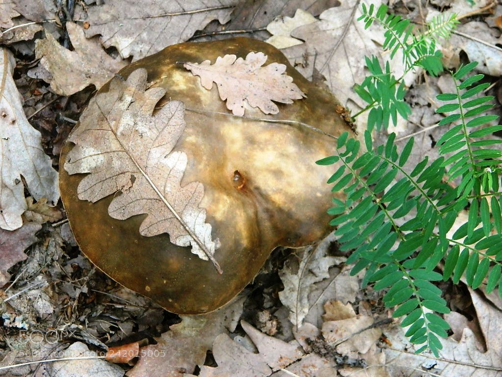 Nikon Coolpix L120 sample photo. Boletus photography