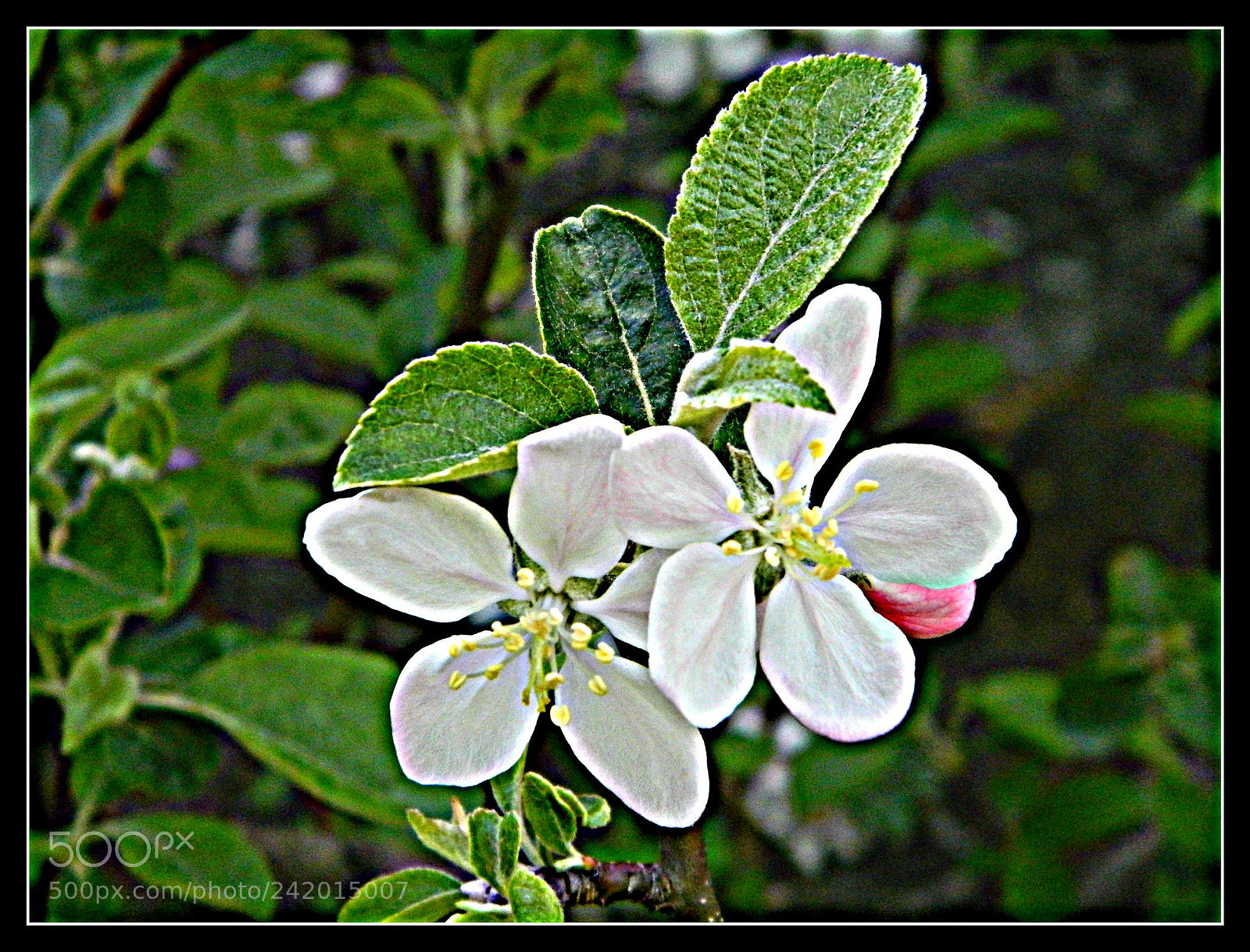 Nikon Coolpix L120 sample photo. Lepterija photography