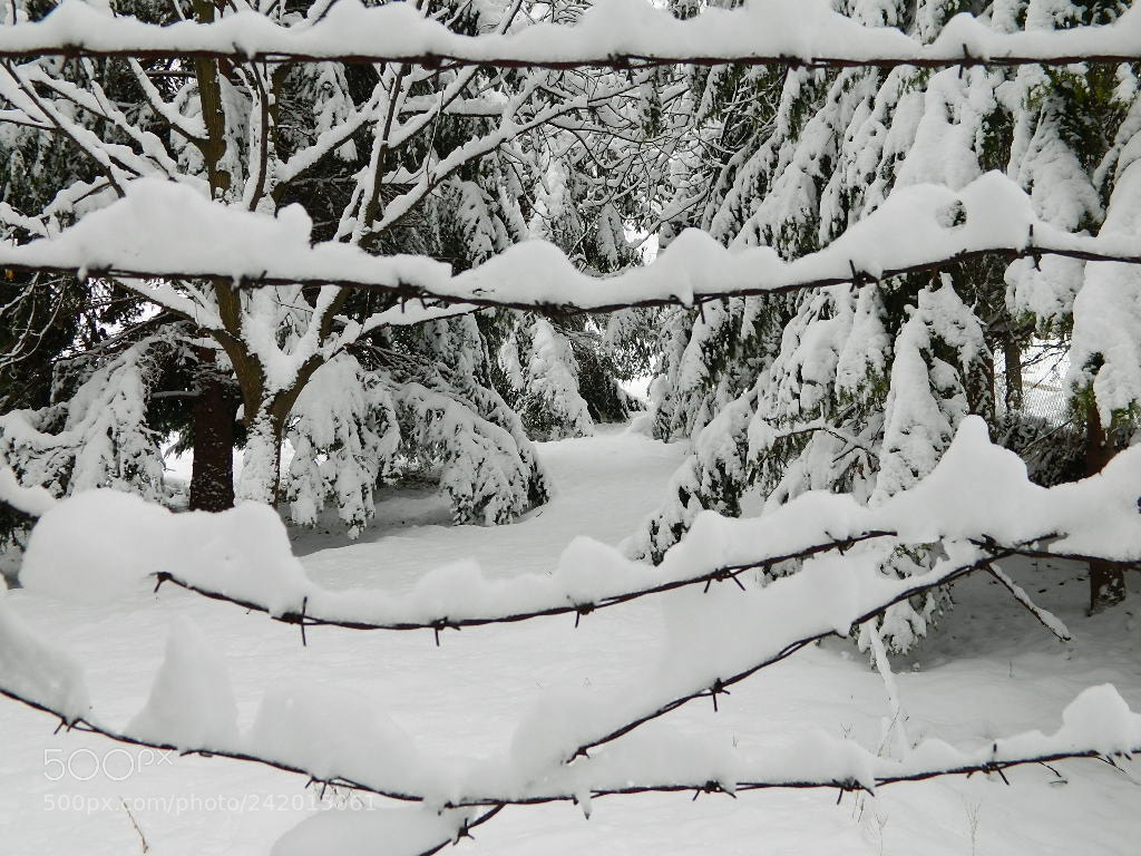 Nikon Coolpix L120 sample photo. Snow photography