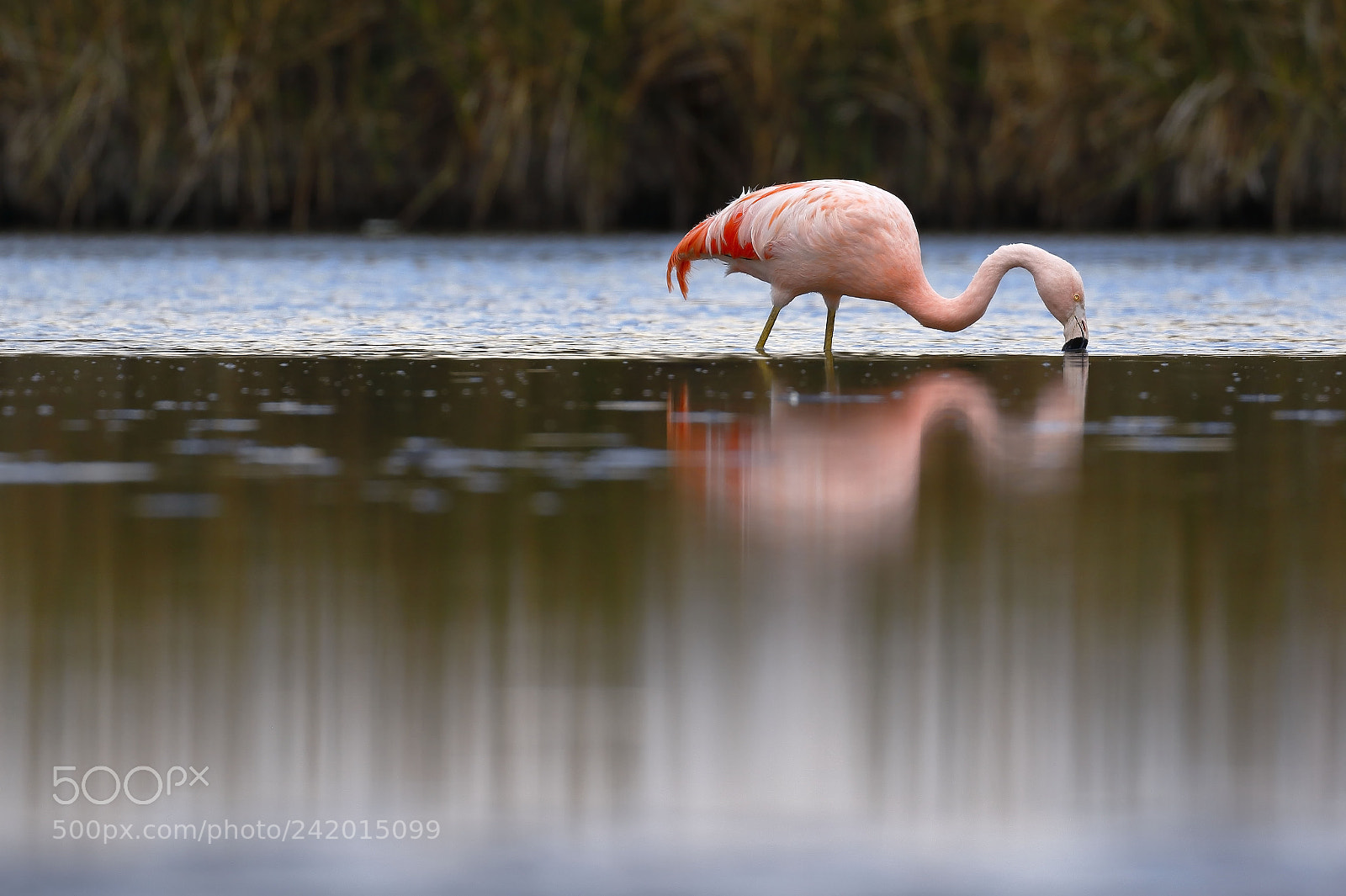Canon EOS 7D Mark II sample photo. Flamenco chileno phoenicopterus chilensis photography