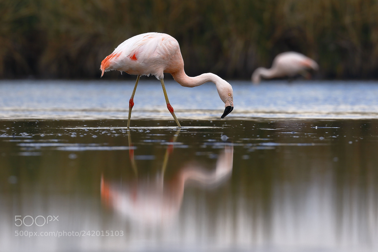 Canon EOS 7D Mark II sample photo. Flamenco chileno phoenicopterus chilensis photography