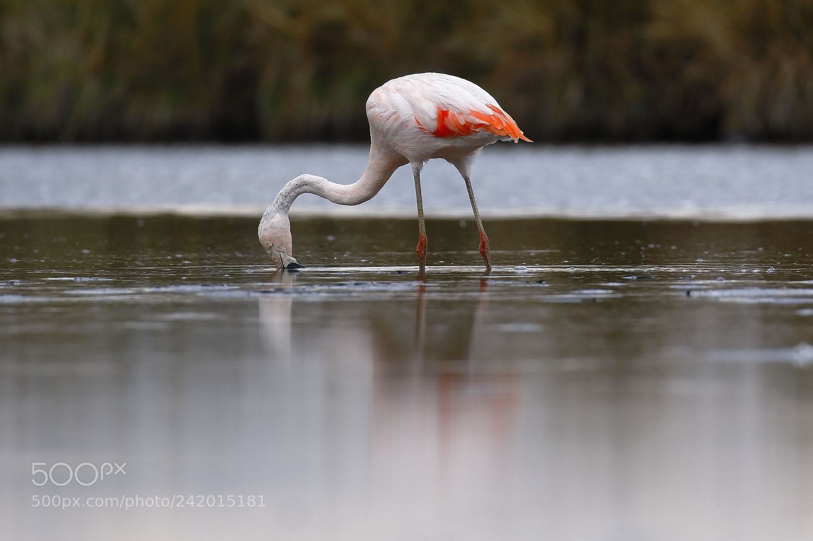 Canon EOS 7D Mark II sample photo. Flamenco chileno phoenicopterus chilensis photography