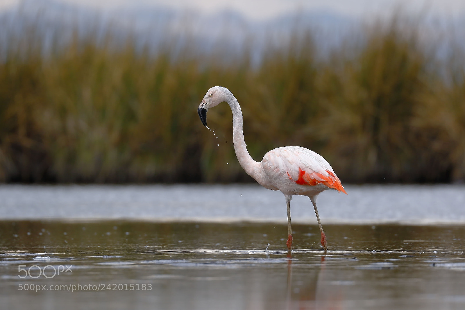 Canon EOS 7D Mark II sample photo. Flamenco chileno phoenicopterus chilensis photography