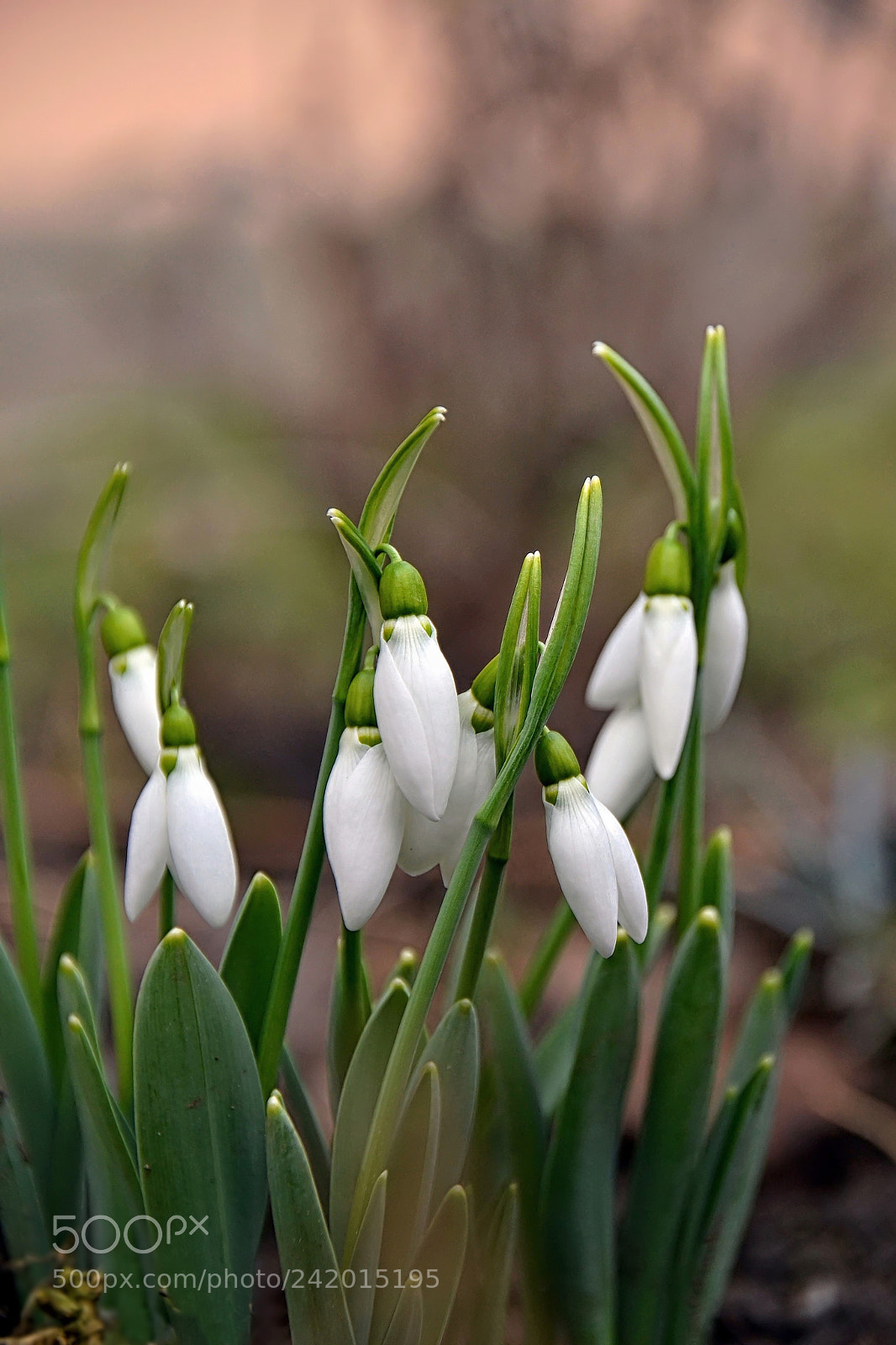 Nikon D3100 sample photo. Snowdrops in the middle photography