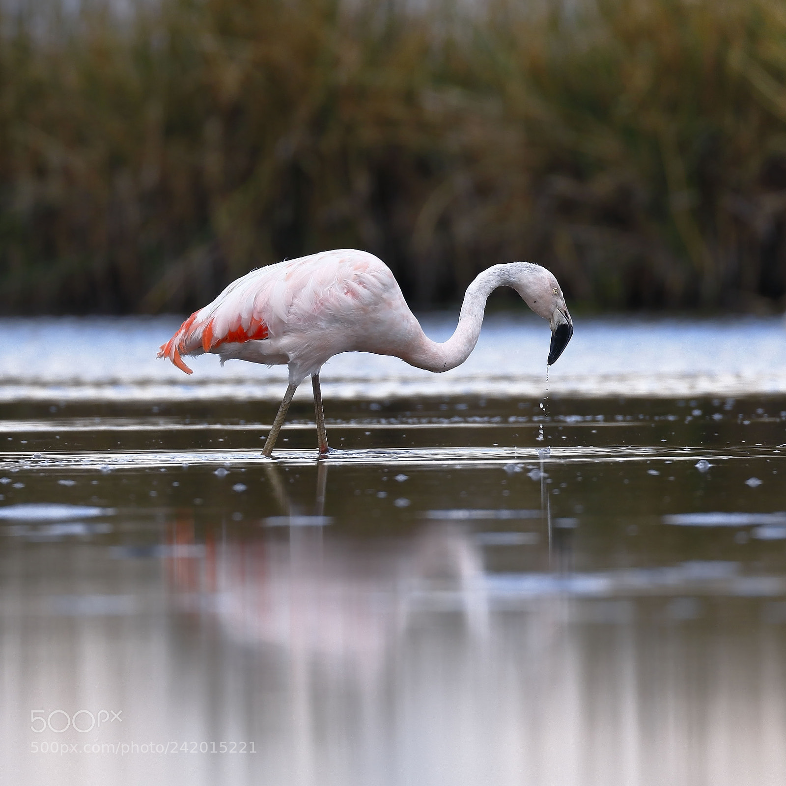Canon EOS 7D Mark II sample photo. Flamenco chileno phoenicopterus chilensis photography
