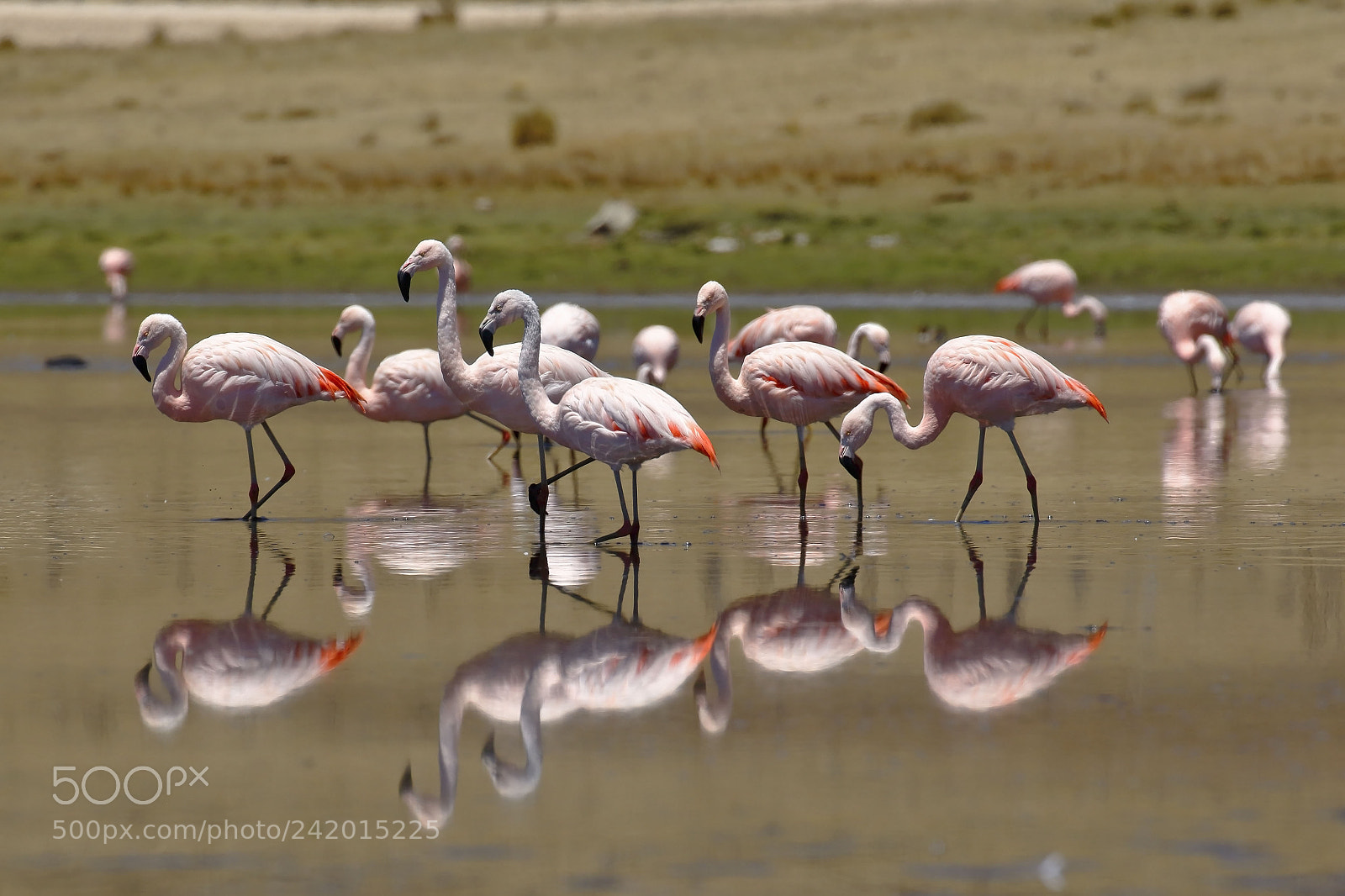 Canon EOS 7D Mark II sample photo. Flamenco chileno (phoenicopterus chilensis) photography
