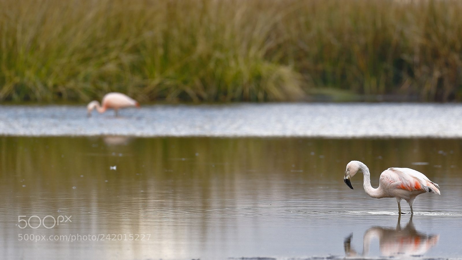 Canon EOS 7D Mark II sample photo. Flamencos chilenos phoenicopterus chilensis photography