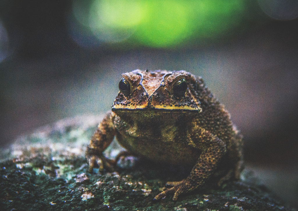Toad, Ritigala Mountain, Sri Lanka by Son of the Morning Light on 500px.com