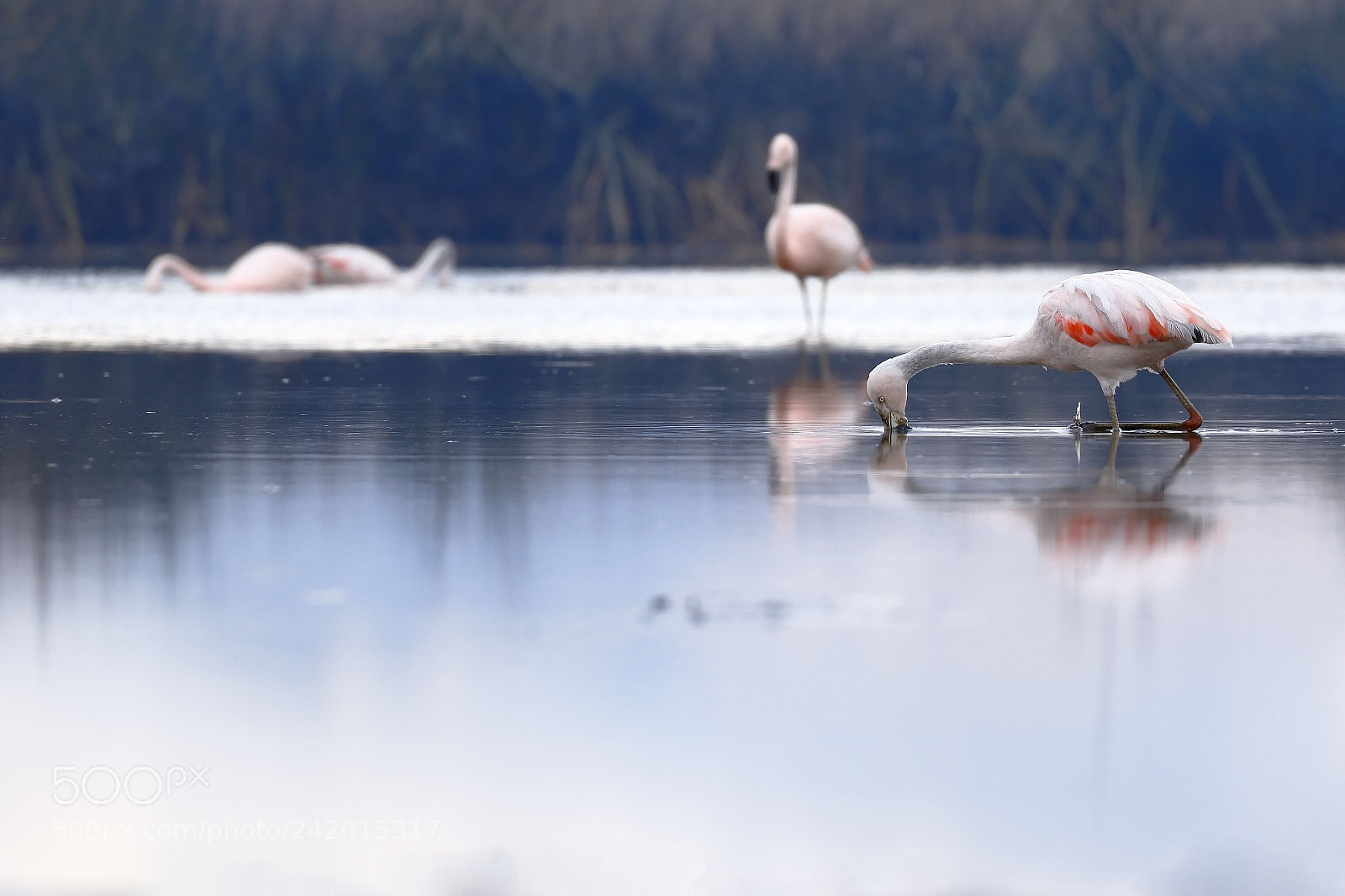 Canon EOS 7D Mark II sample photo. Flamencos chilenos phoenicopterus chilensis photography