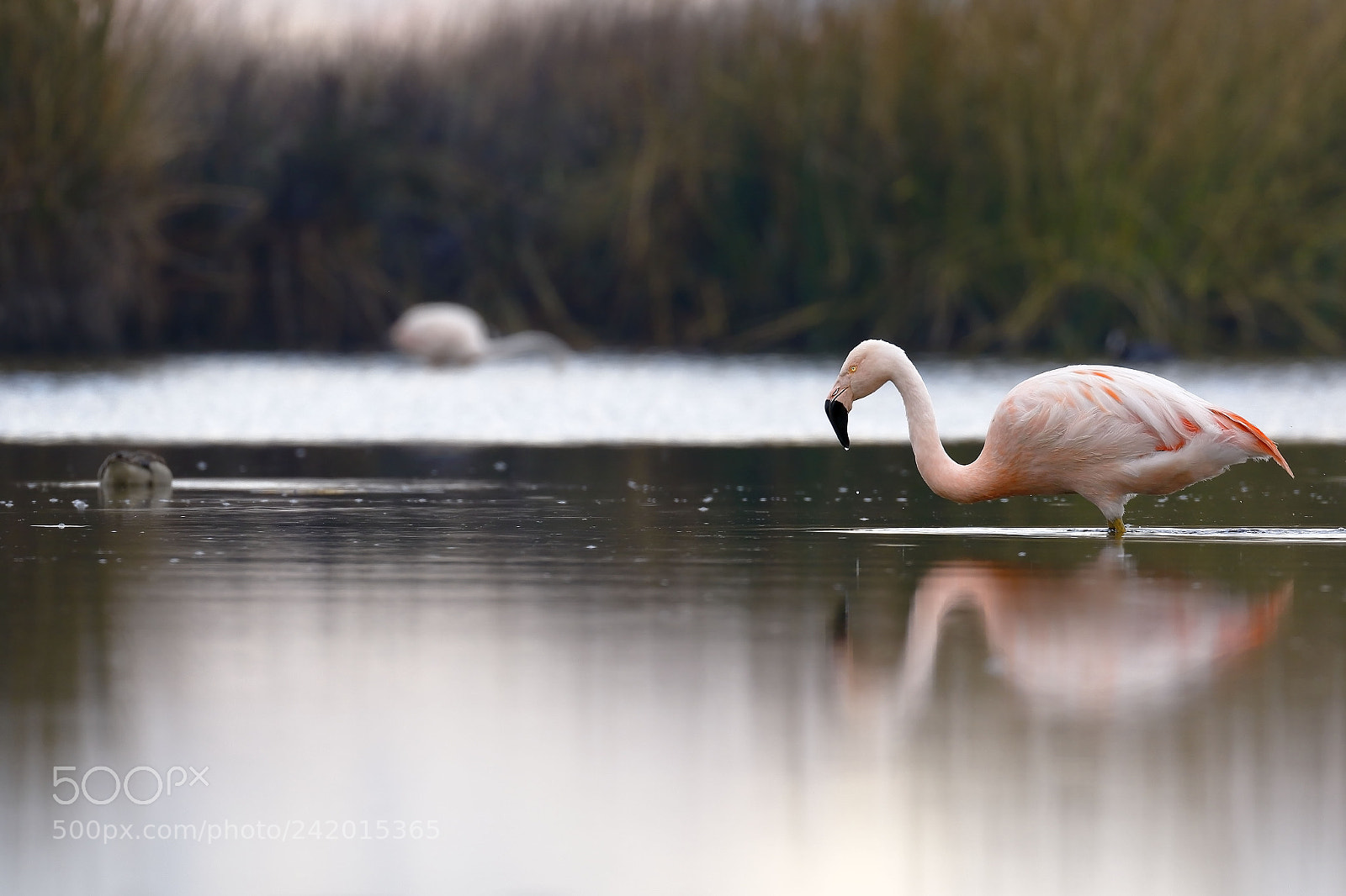 Canon EOS 7D Mark II sample photo. Flamencos chilenos phoenicopterus chilensis photography