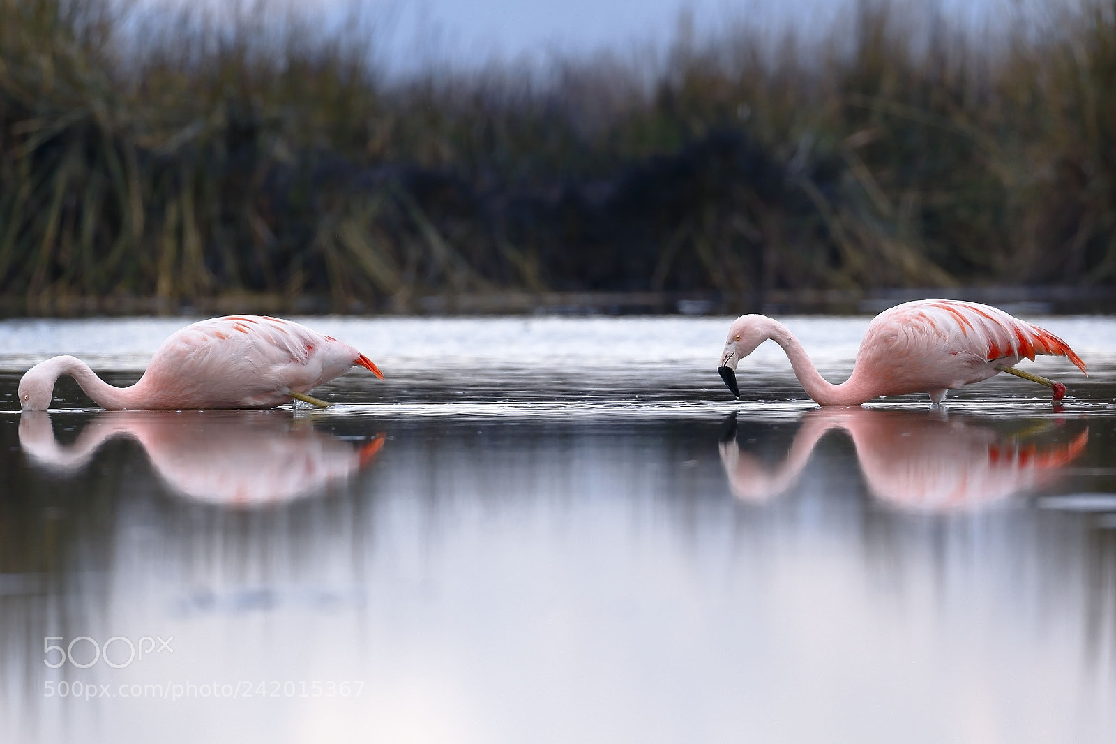 Canon EOS 7D Mark II sample photo. Flamencos chilenos phoenicopterus chilensis photography