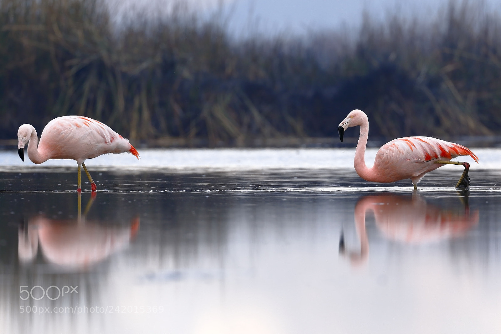 Canon EOS 7D Mark II sample photo. Flamencos chilenos phoenicopterus chilensis photography