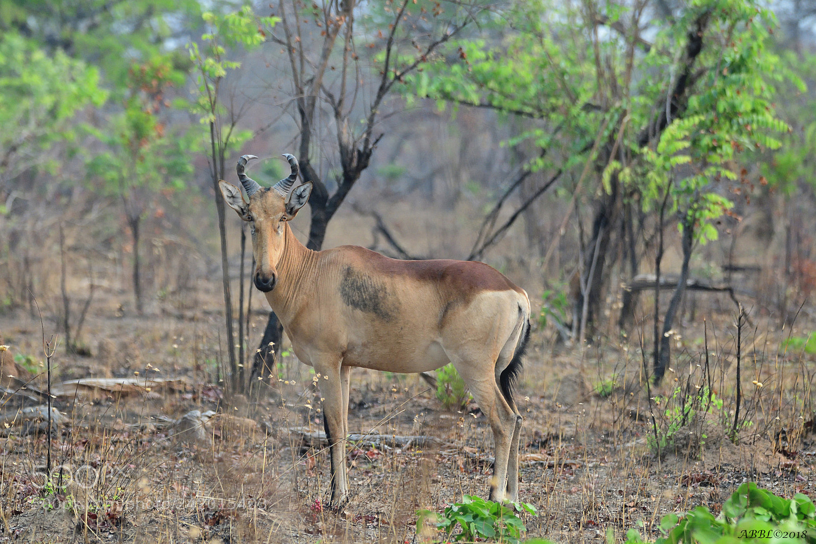 Nikon D500 sample photo. Tsessebe in the forest photography