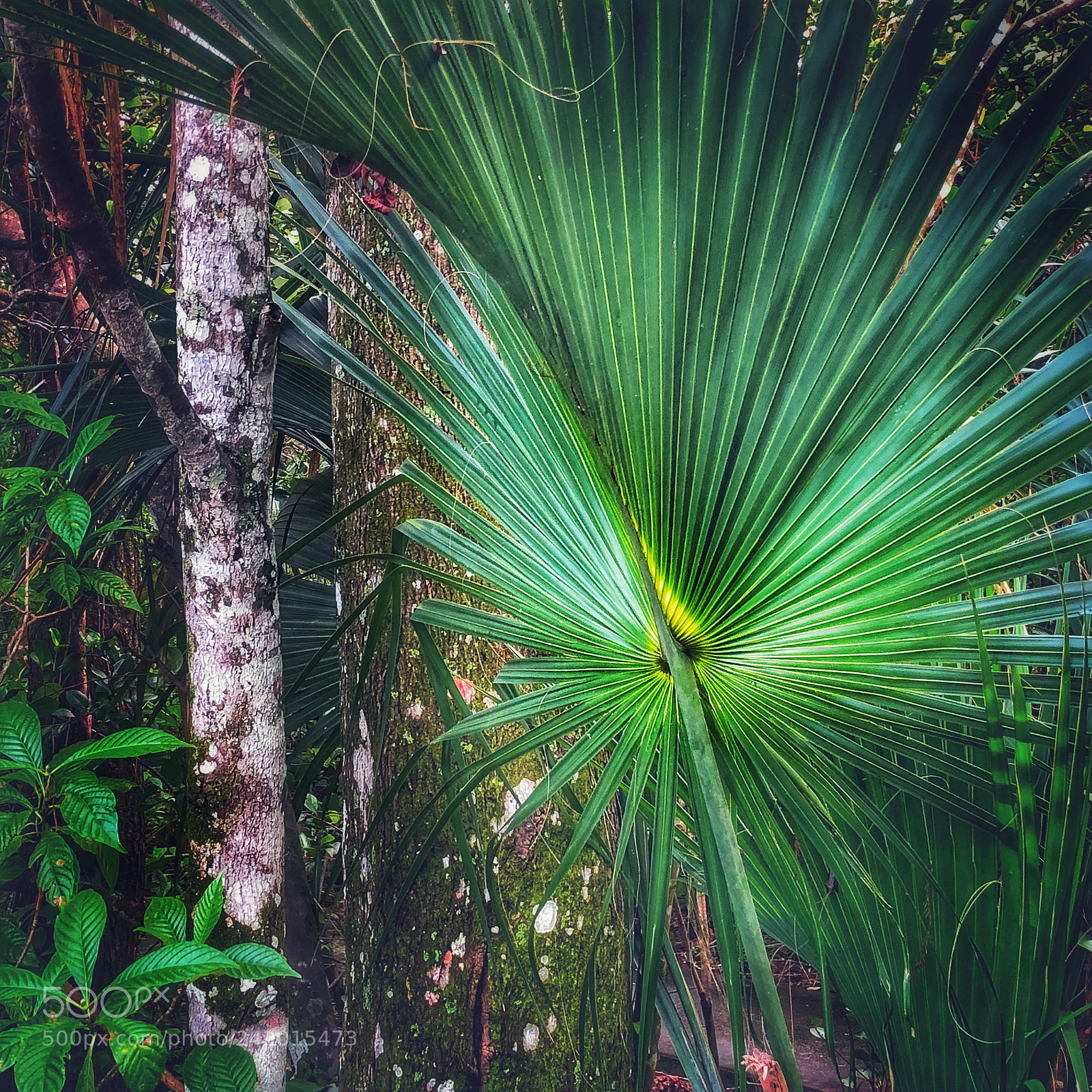 Apple iPhone X sample photo. Palmetto and cypress tree photography