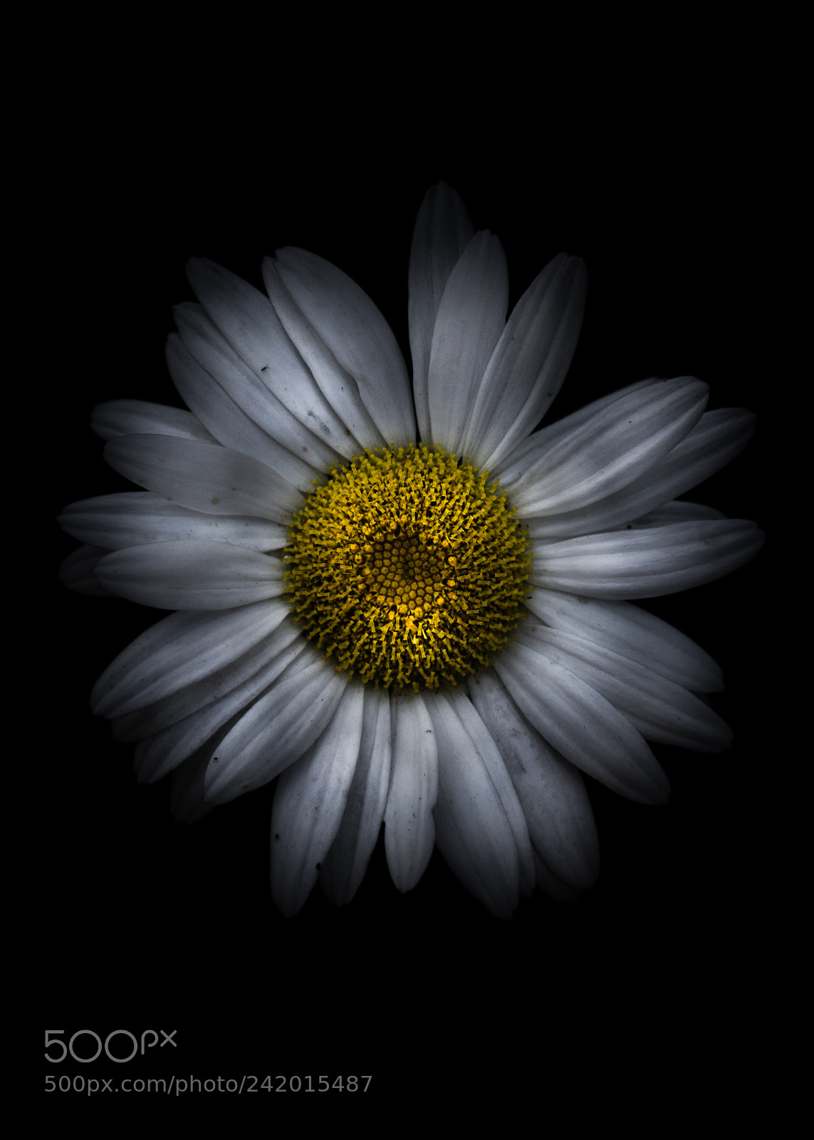 Canon EOS 60D sample photo. Backyard flowers 13 color version photography