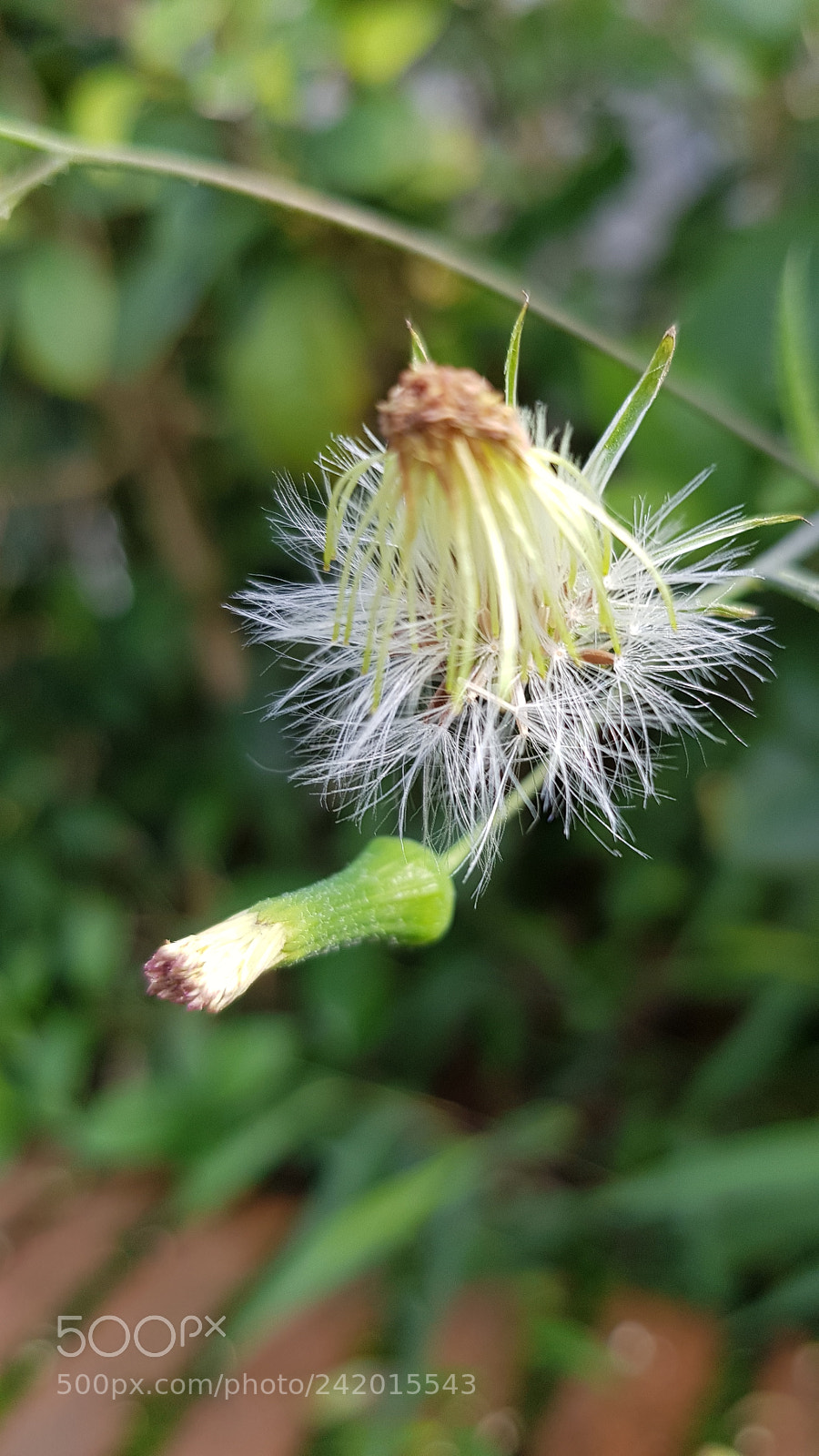 Samsung Galaxy S8+ sample photo. Dandelion photography