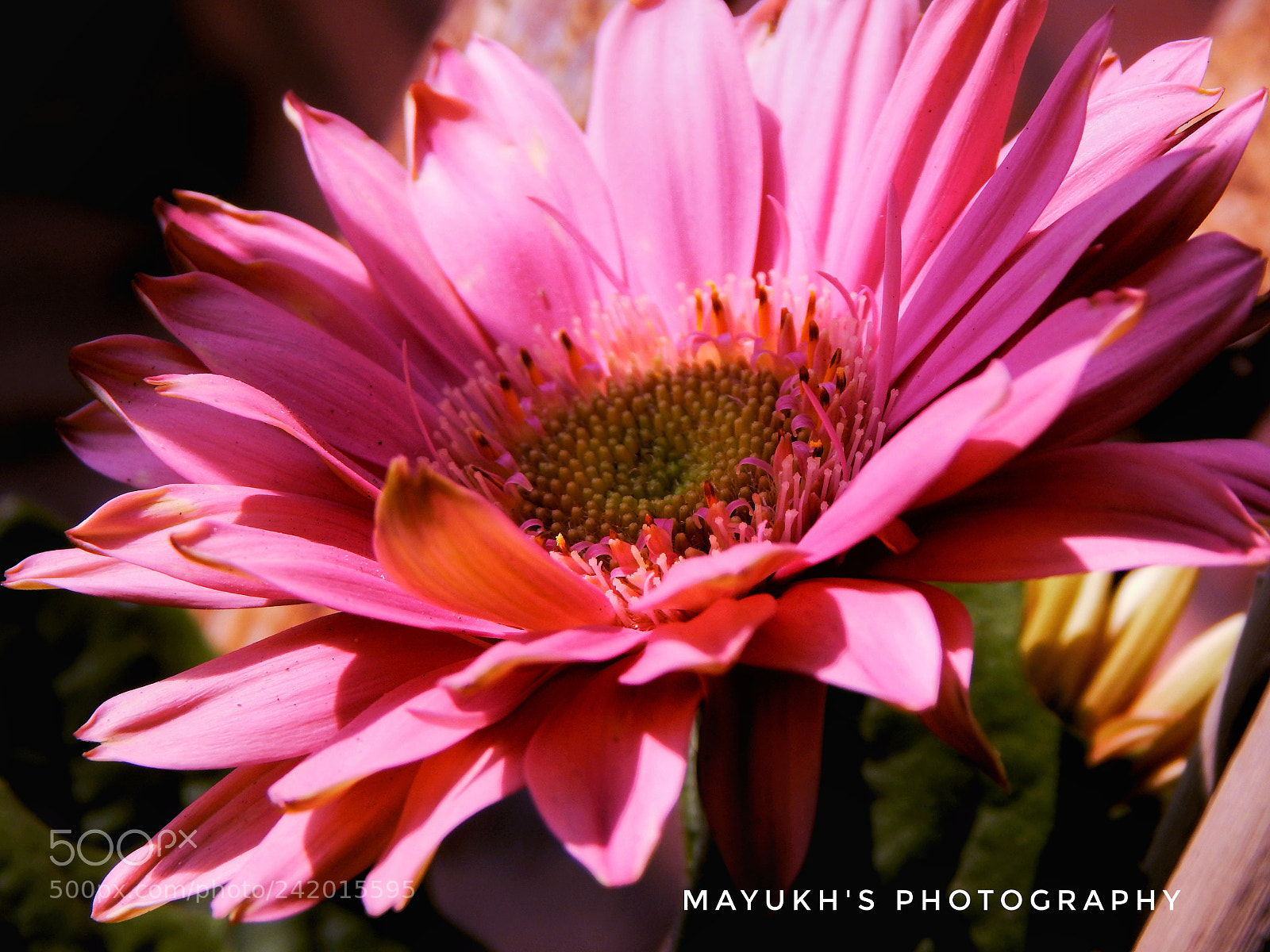 Nikon Coolpix L830 sample photo. Chrysanthemum photography