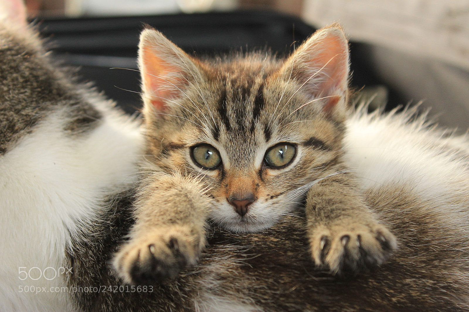 Canon EOS 1100D (EOS Rebel T3 / EOS Kiss X50) sample photo. Kitty with mom photography