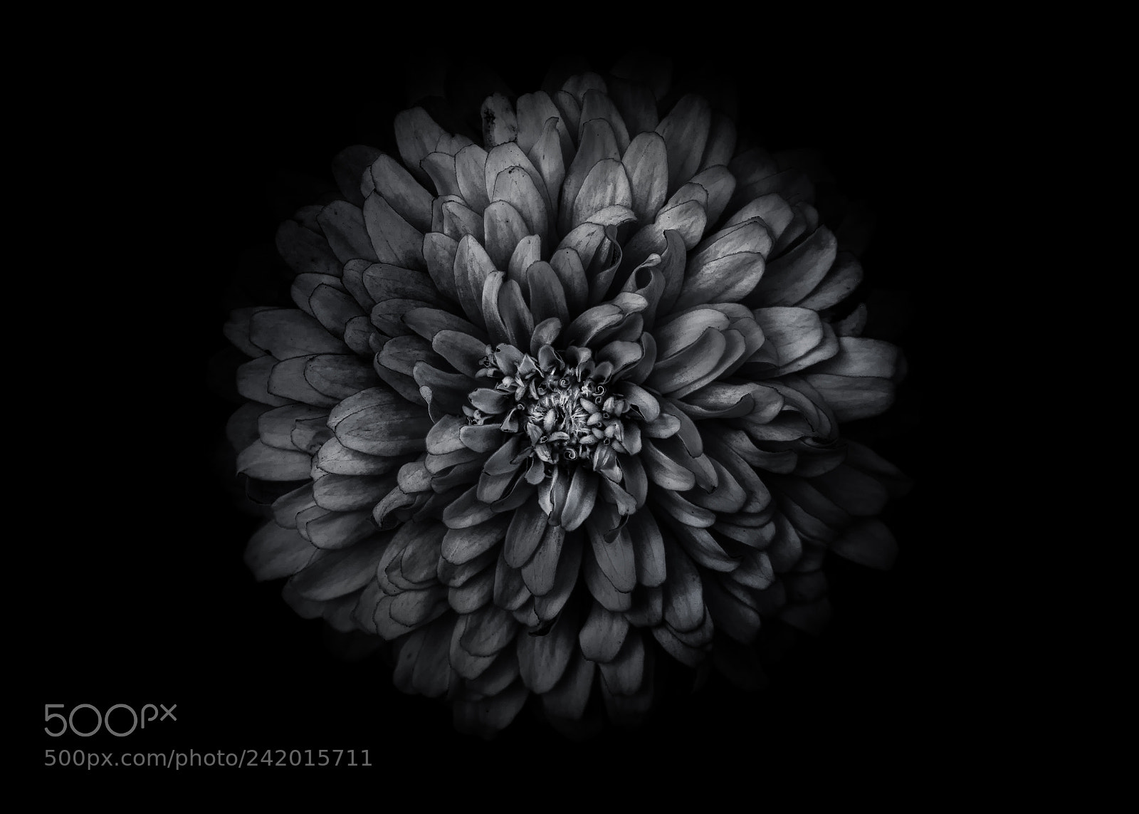Canon EOS 60D sample photo. Backyard flowers in black photography