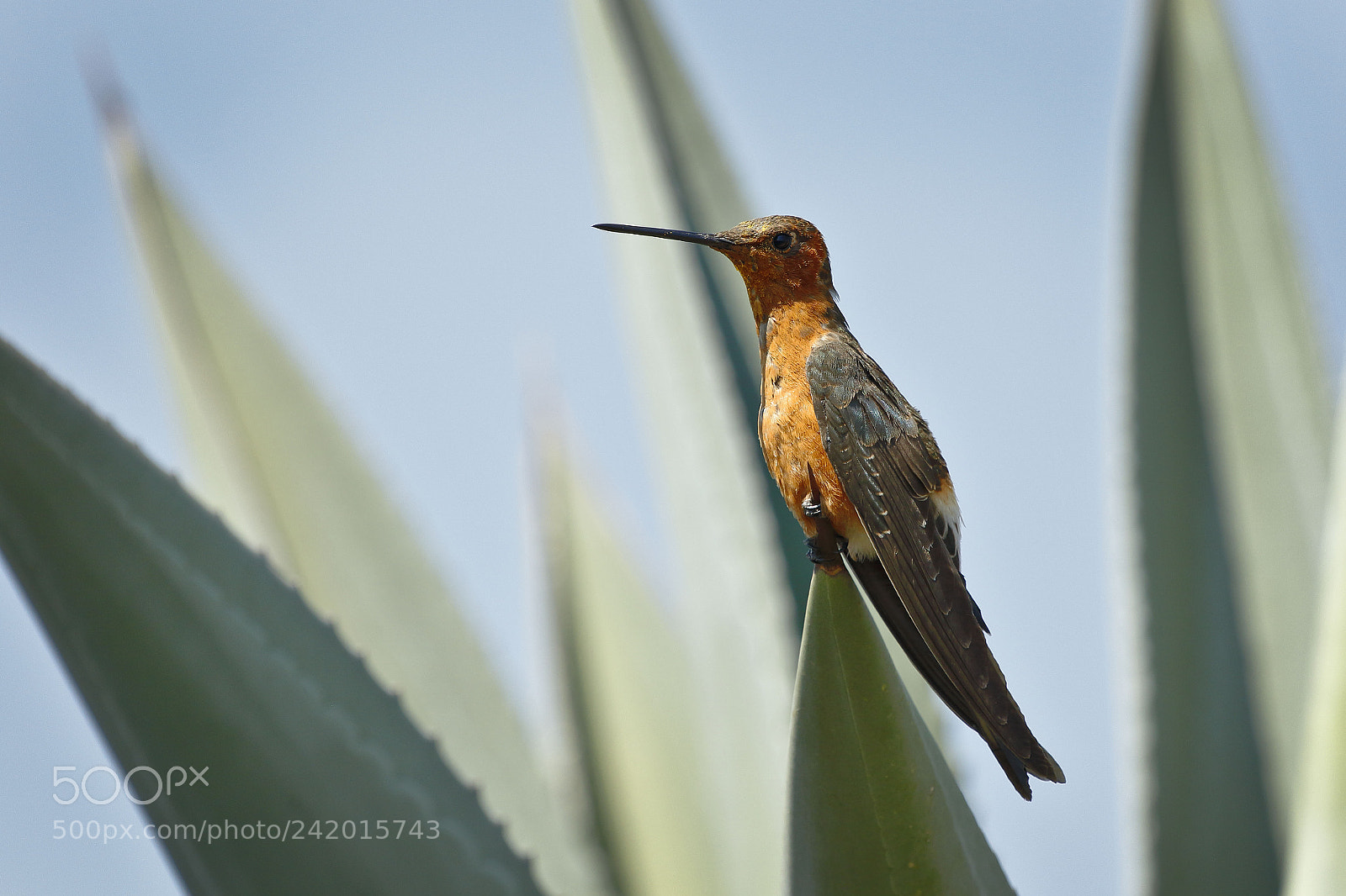Canon EOS 7D Mark II sample photo. Colibri gigante - patagona photography