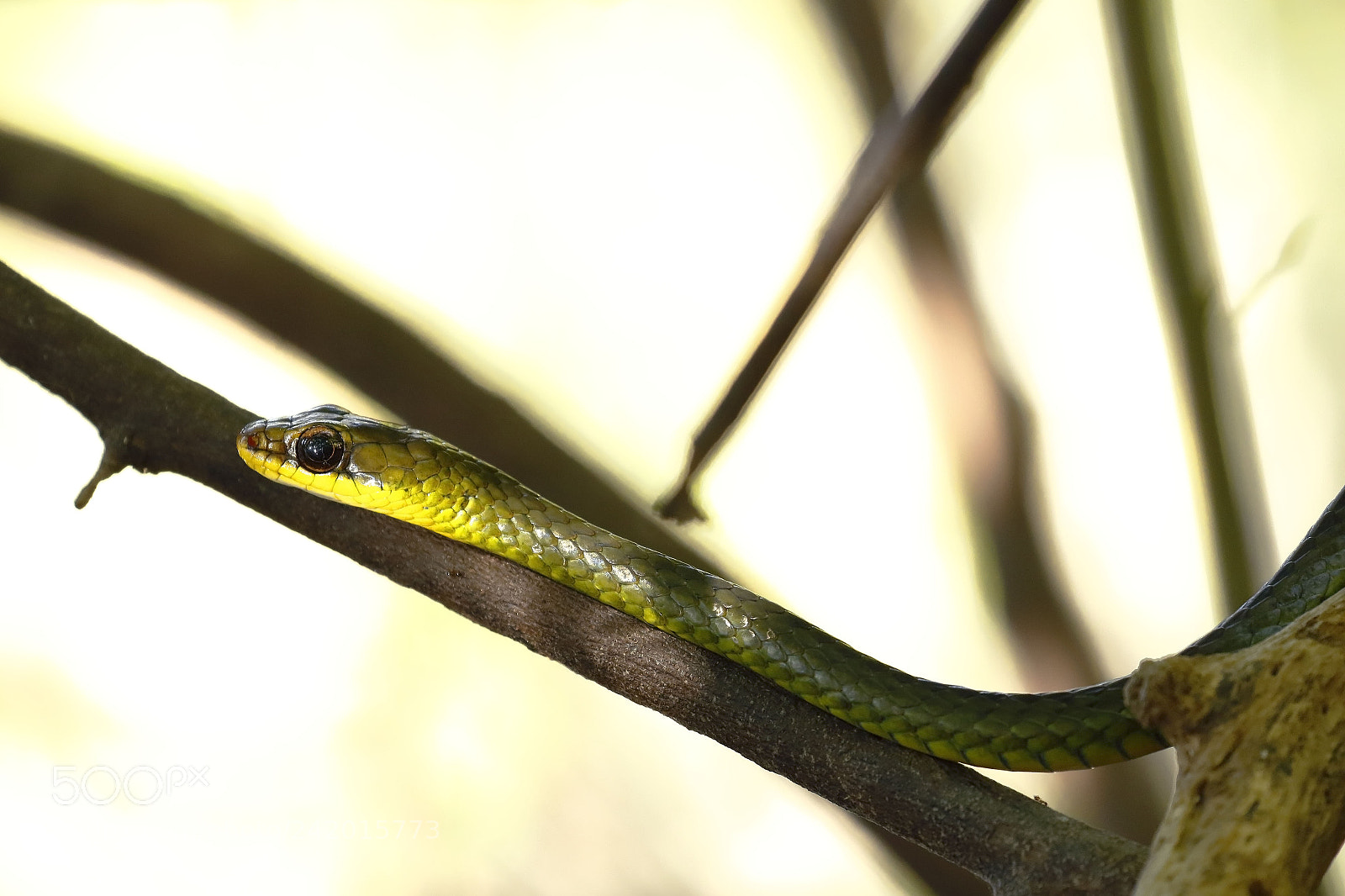 Canon EOS 7D Mark II sample photo. Culebra verde oliva chironius photography