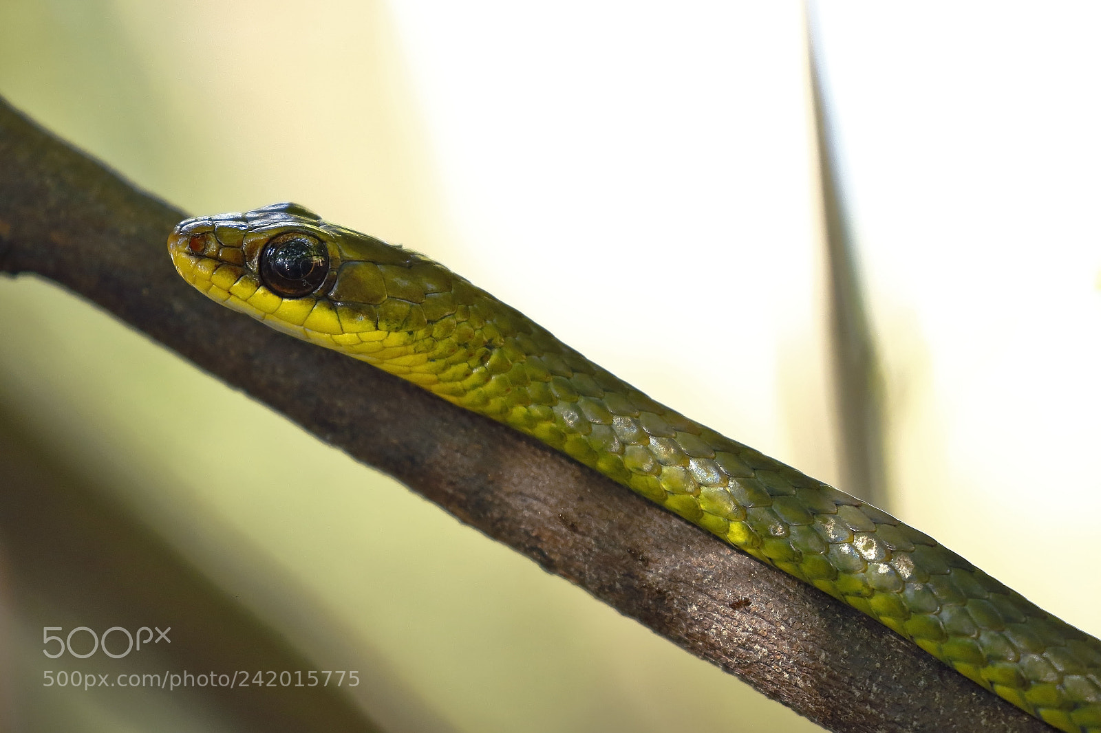 Canon EOS 7D Mark II sample photo. Culebra verde oliva chironius photography