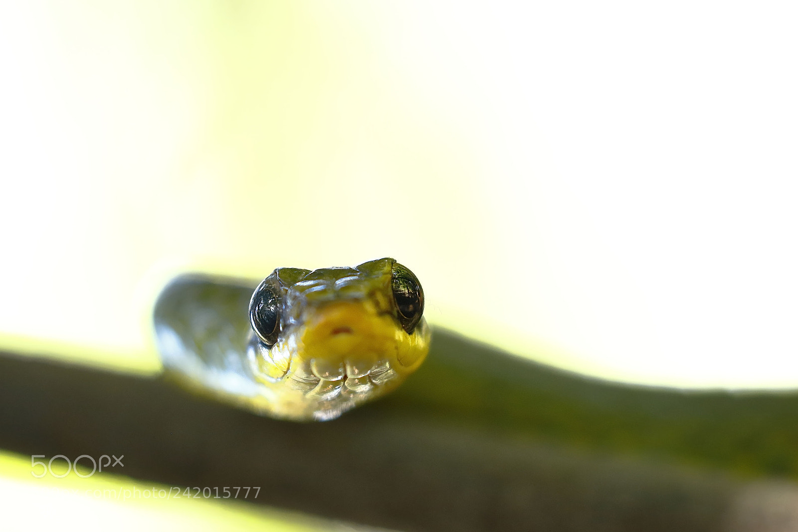 Canon EOS 7D Mark II sample photo. Culebra verde oliva chironius photography