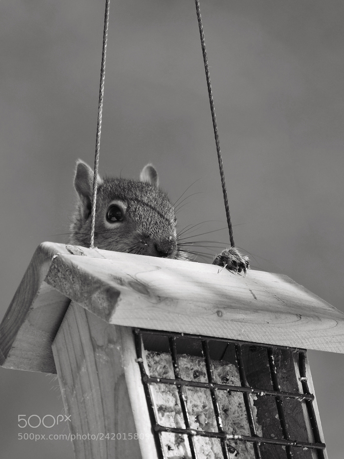 Olympus OM-D E-M1 Mark II sample photo. Hanging around photography