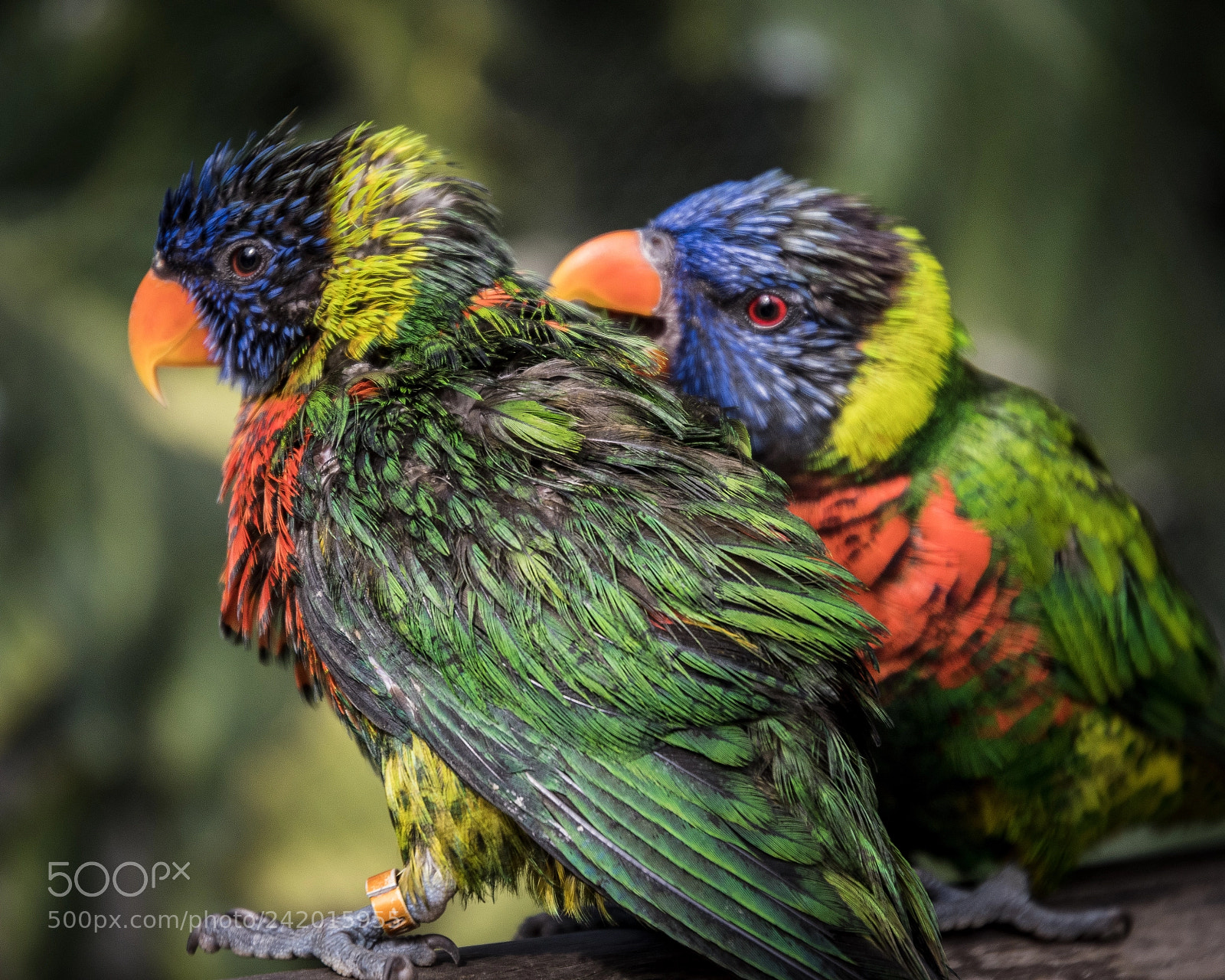 Nikon D500 sample photo. What friends are for. photography