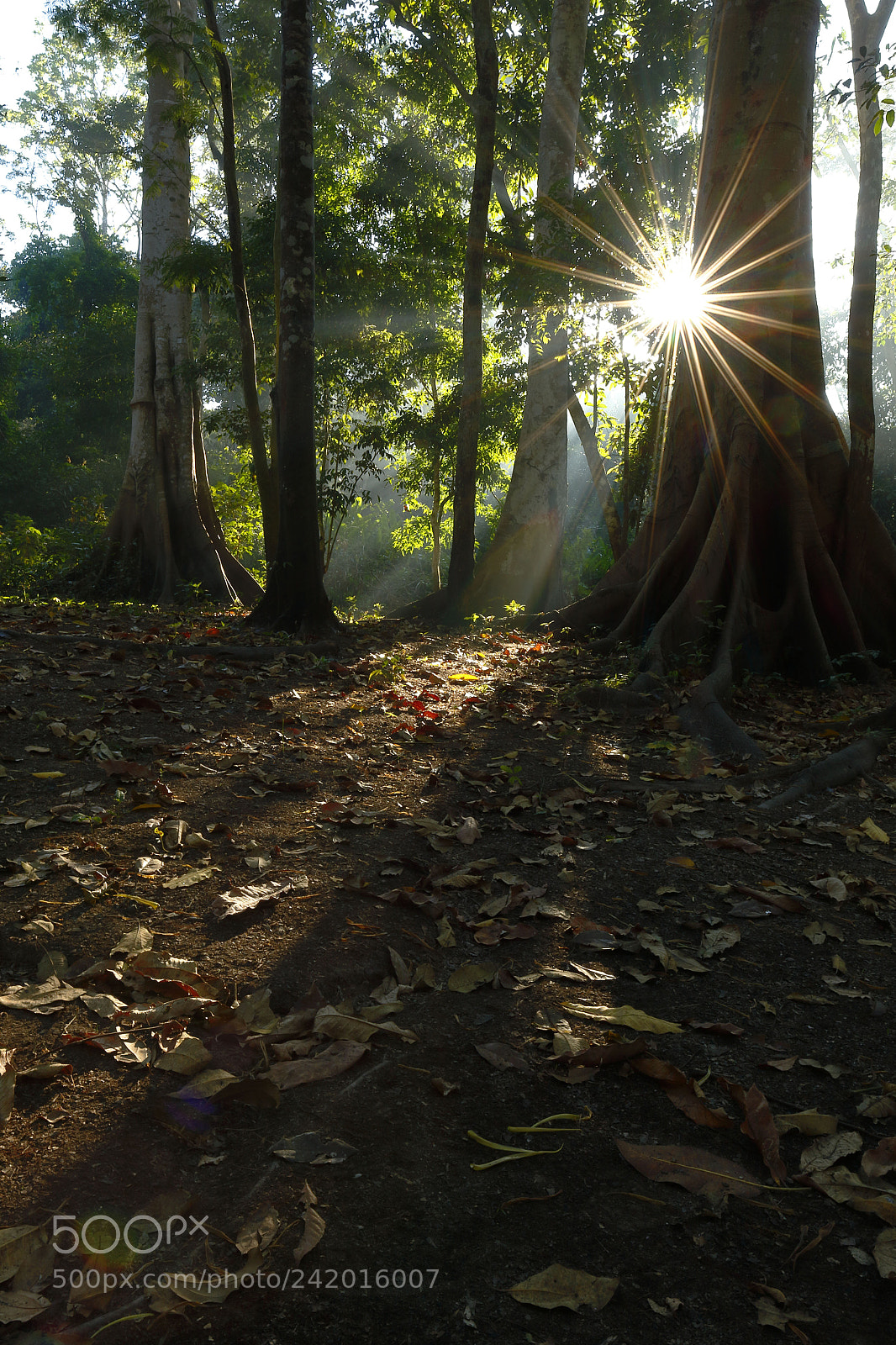 Canon EOS 7D Mark II sample photo. Destello al amanecer photography