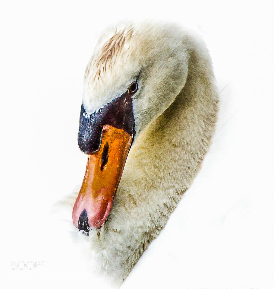 Nikon D3200 sample photo. Swan photography