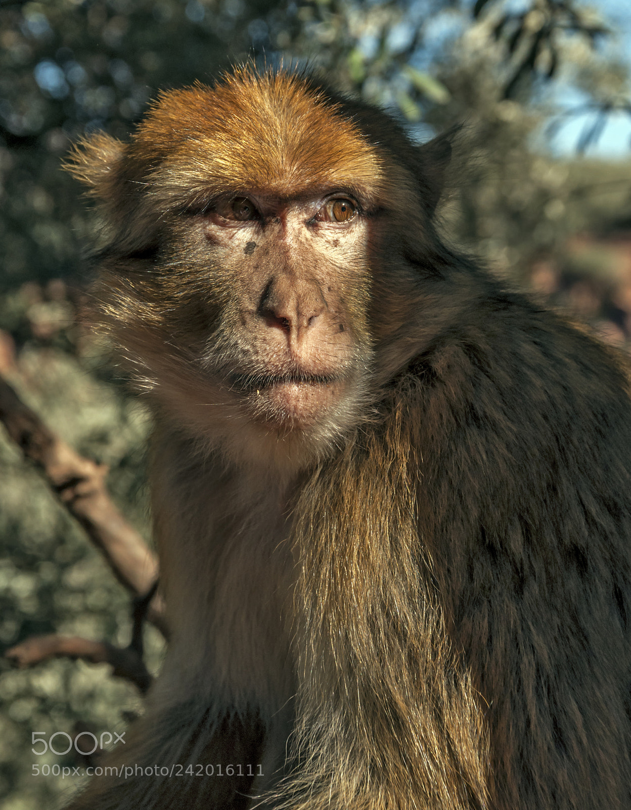Nikon D90 sample photo. Moroccan monkey photography
