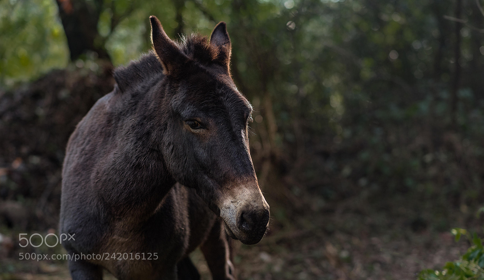 Nikon D810 sample photo. Untitled photography
