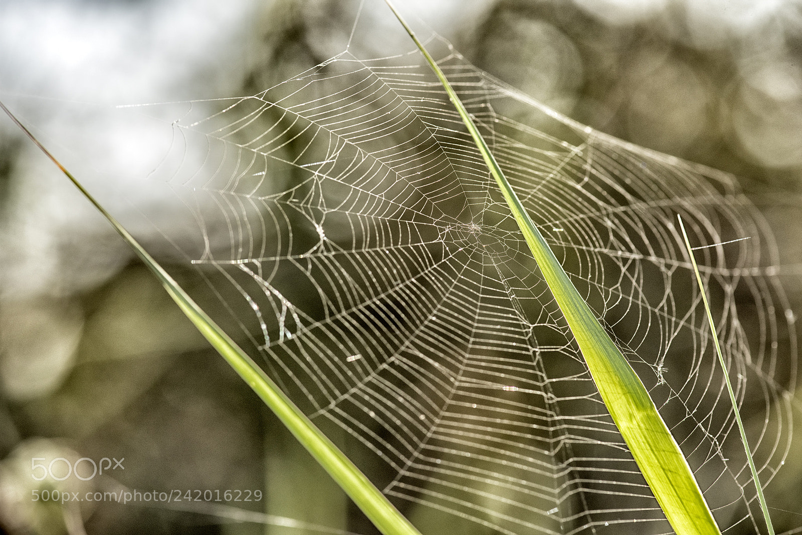 Nikon D810 sample photo. Between the weeds photography