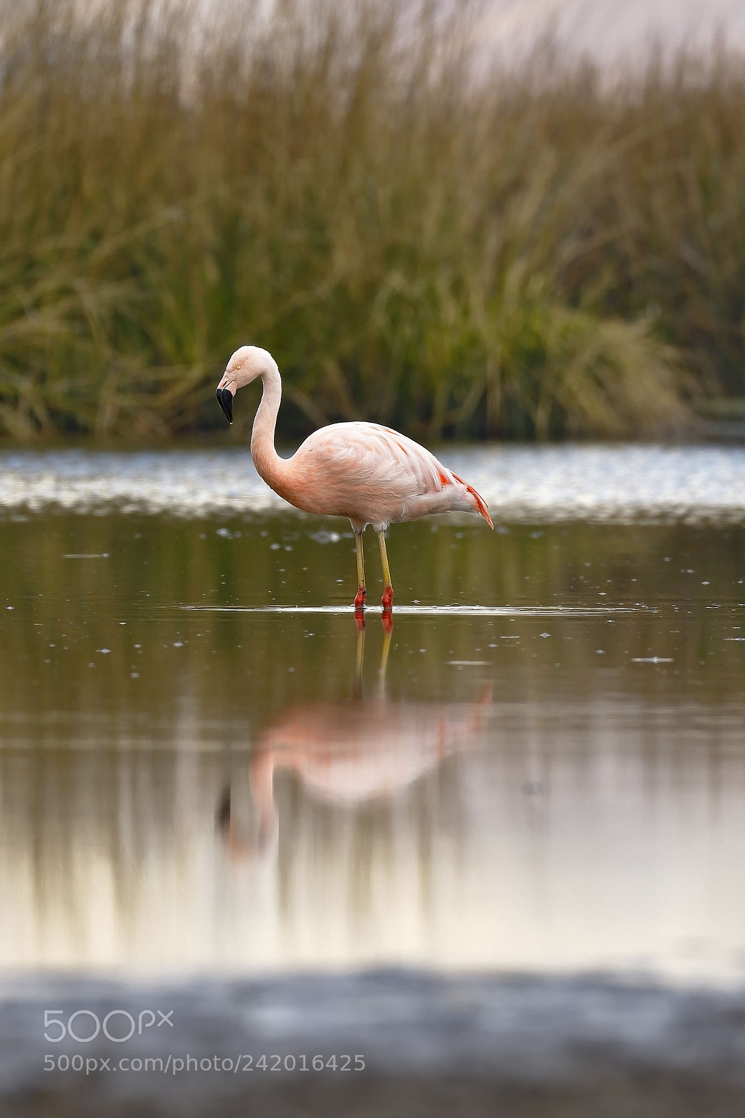 Canon EOS 7D Mark II sample photo. Flamenco chileno phoenicopterus chilensis photography