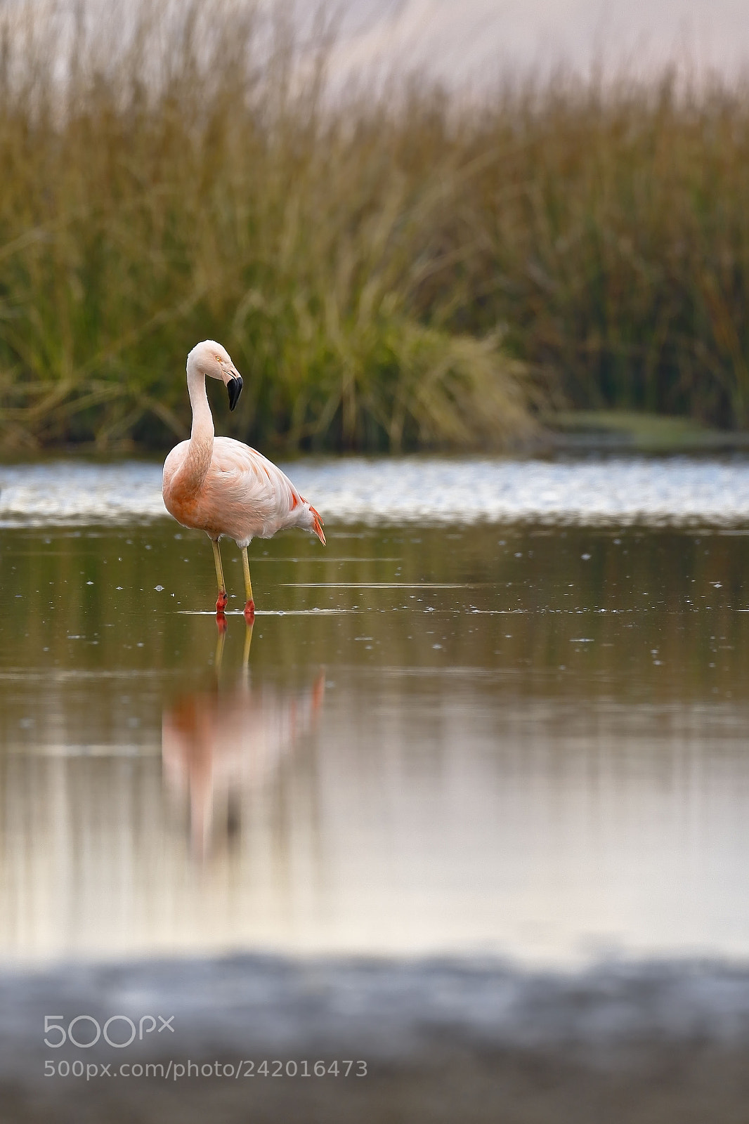 Canon EOS 7D Mark II sample photo. Flamenco chileno phoenicopterus chilensis photography