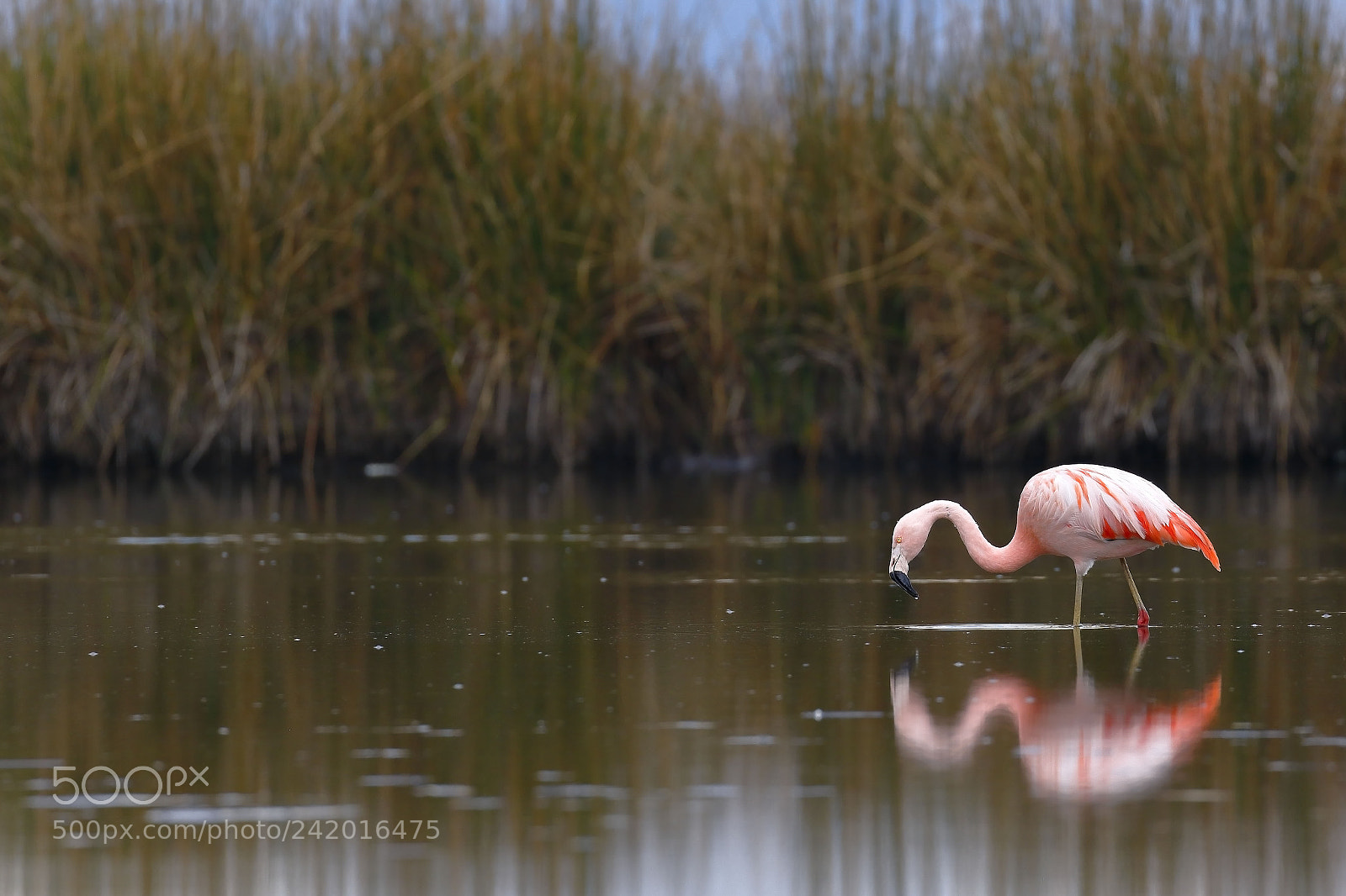 Canon EOS 7D Mark II sample photo. Flamenco chileno phoenicopterus chilensis photography