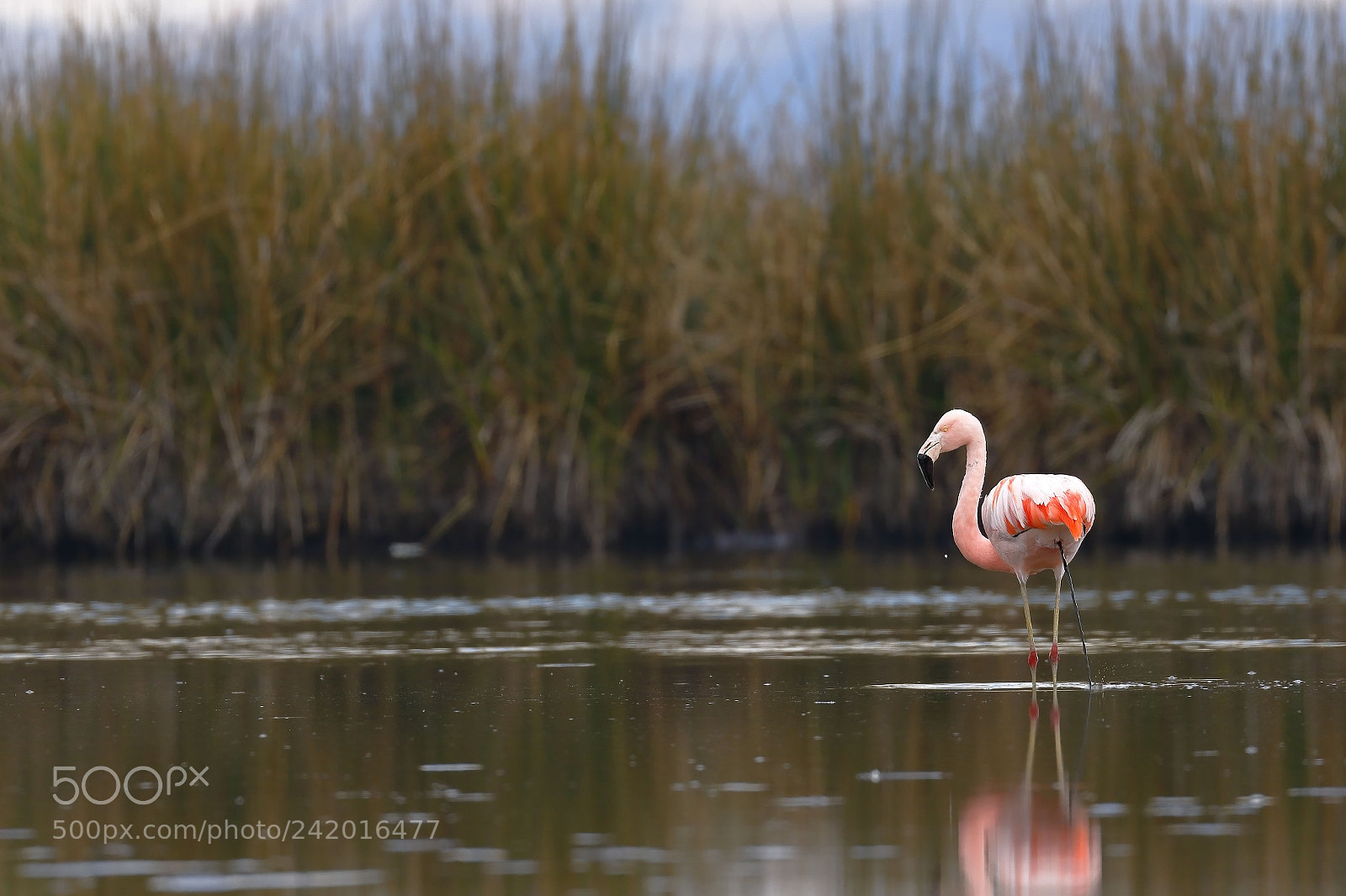 Canon EOS 7D Mark II sample photo. Flamenco chileno phoenicopterus chilensis photography
