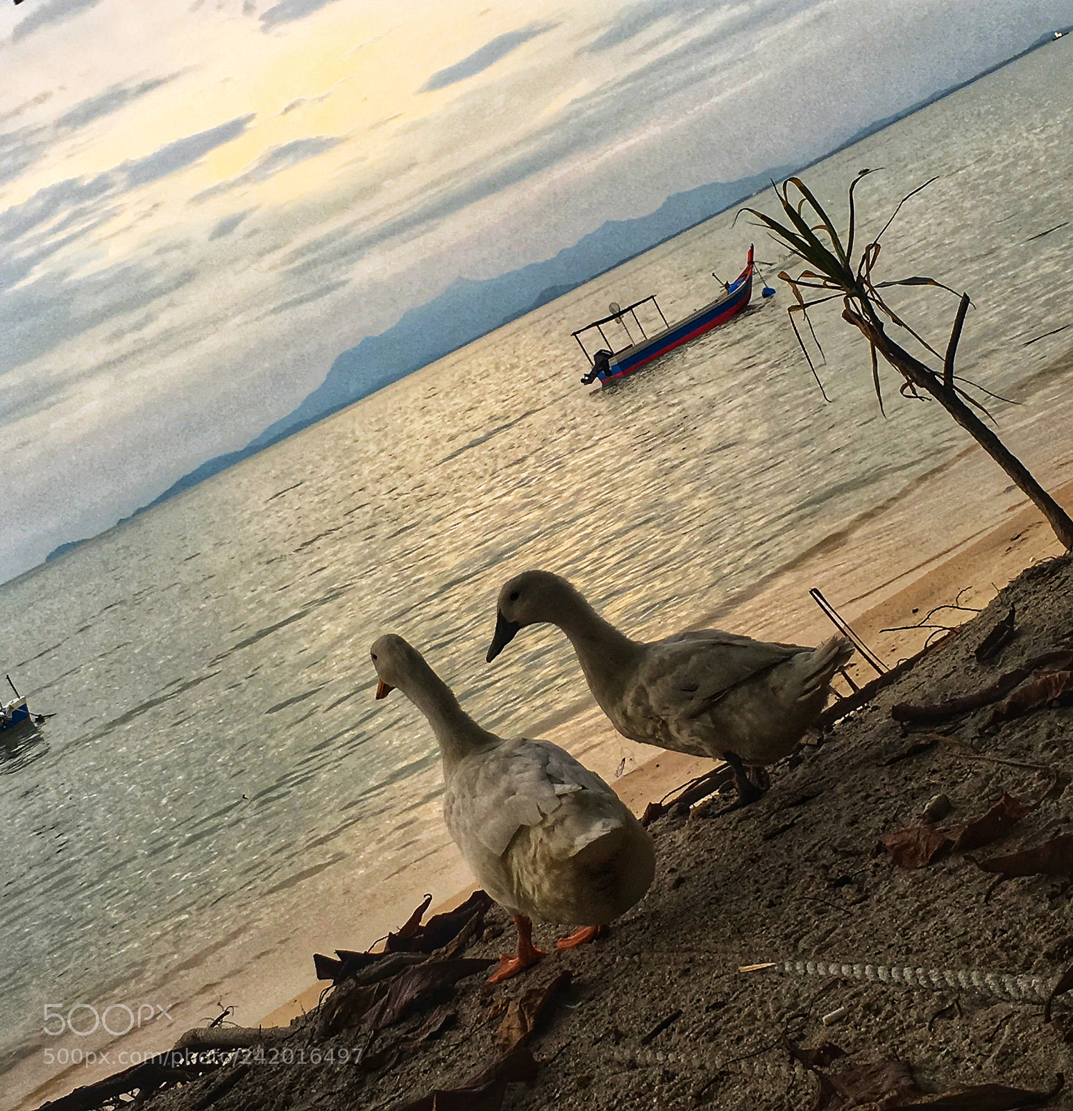 Apple iPhone 6s sample photo. Tanjung bungah, penang malaysia photography