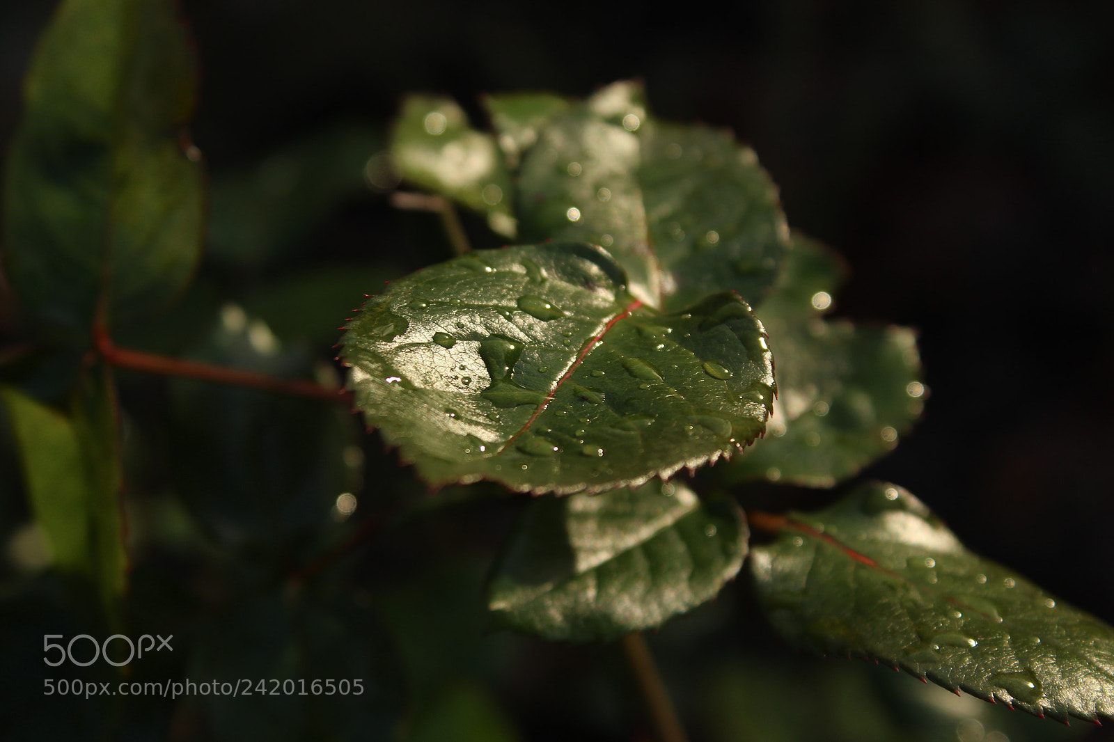 Canon EF-S 18-55mm F3.5-5.6 III sample photo. Shining leaf photography